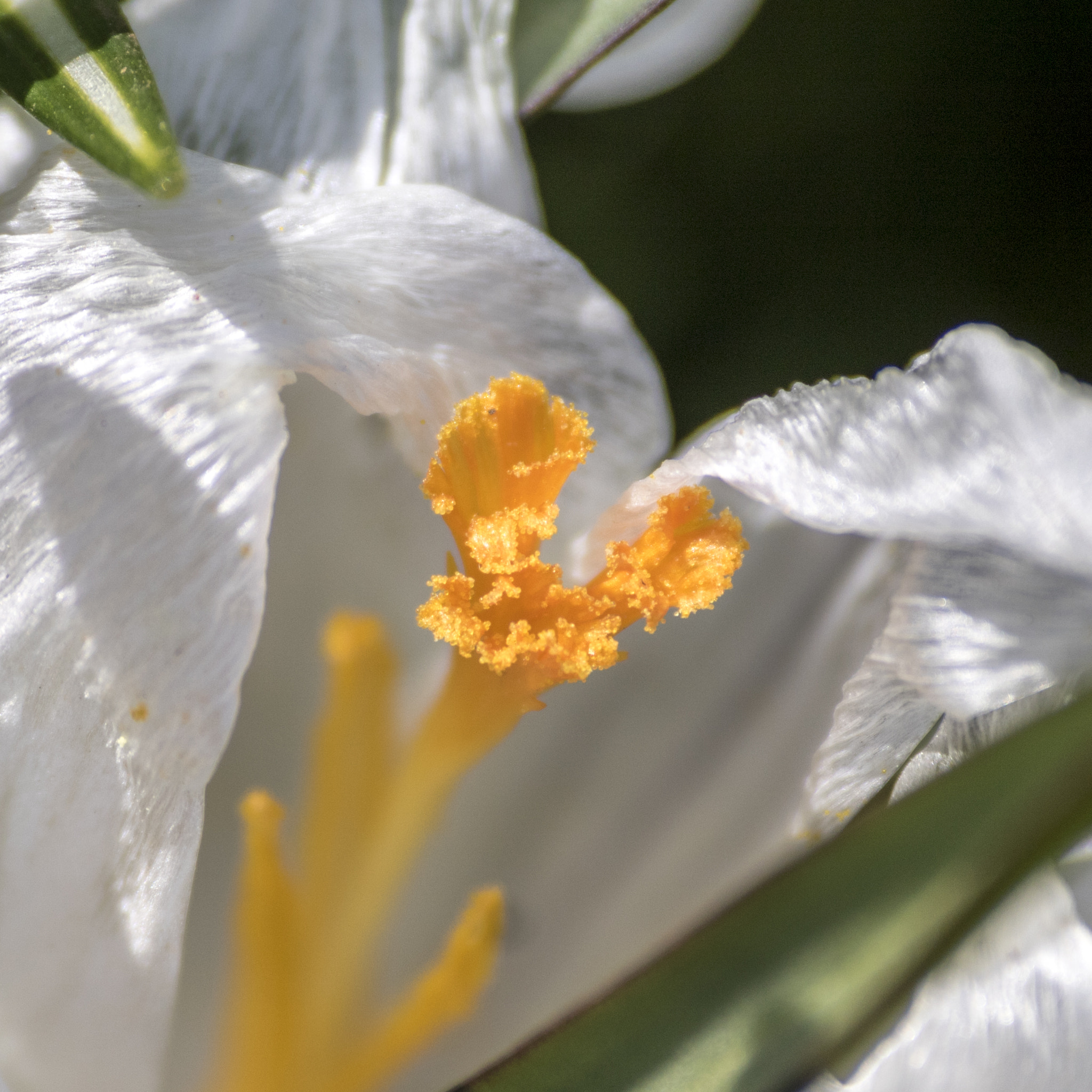 Canon EOS 750D (EOS Rebel T6i / EOS Kiss X8i) sample photo. Proxi fleurs photography