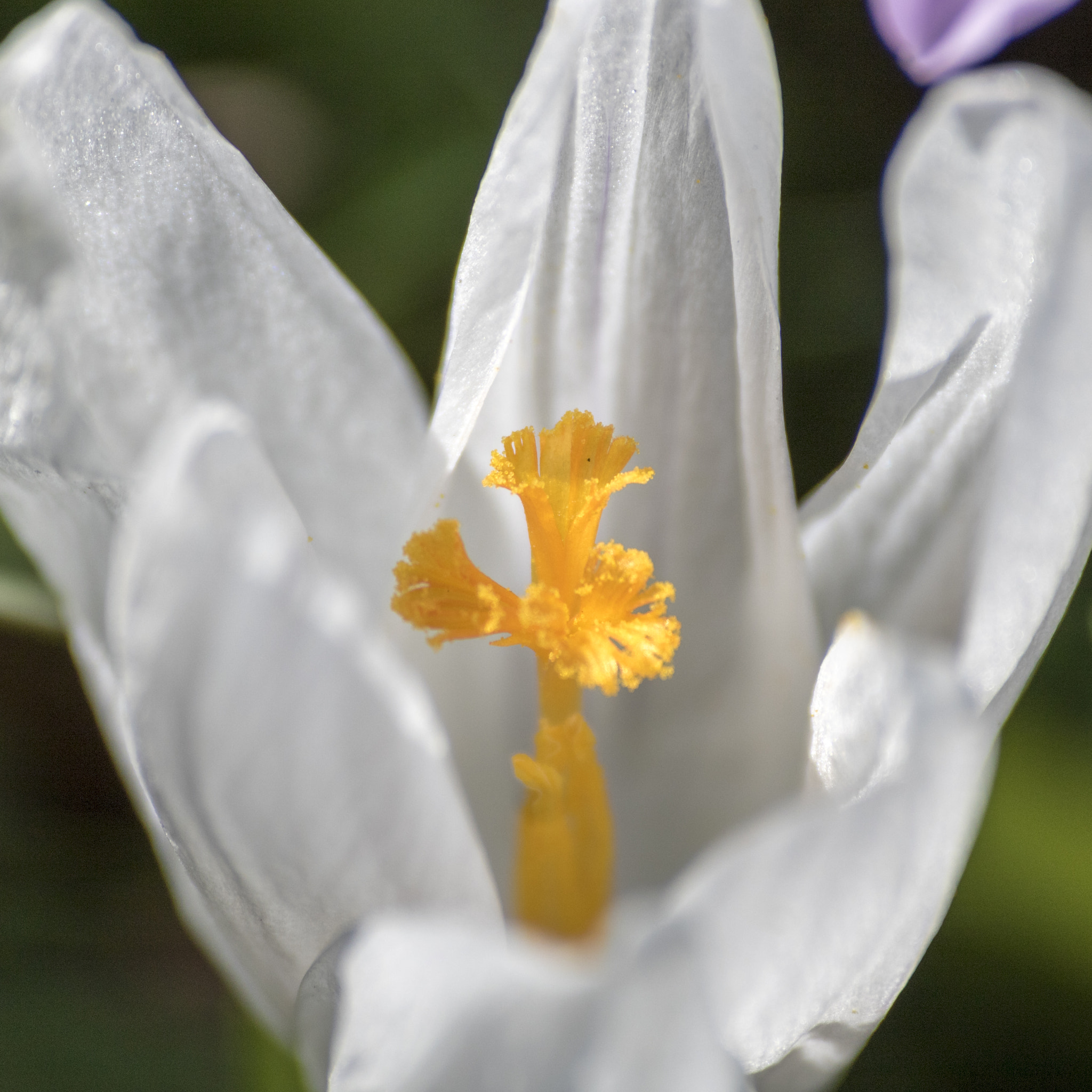 Canon EOS 750D (EOS Rebel T6i / EOS Kiss X8i) sample photo. Proxi fleurs photography
