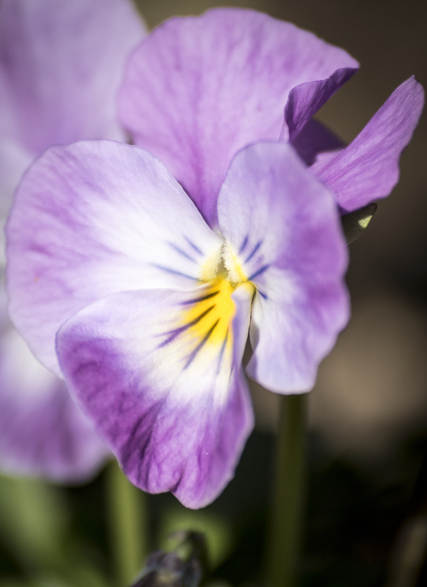 Canon EOS 750D (EOS Rebel T6i / EOS Kiss X8i) sample photo. Proxi fleurs photography