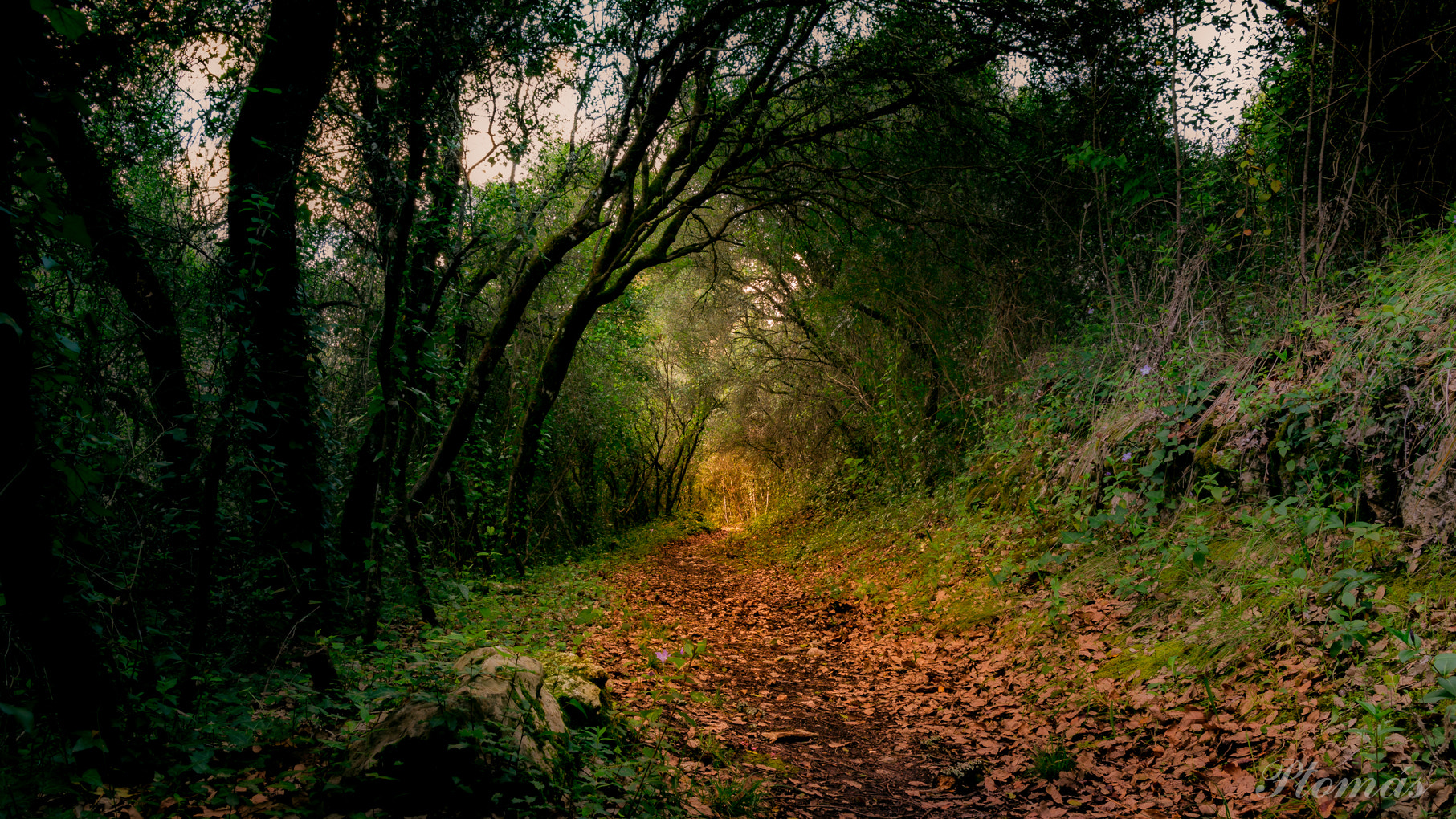 Samsung NX300 + Samsung NX 18-55mm F3.5-5.6 OIS sample photo. Forest photography