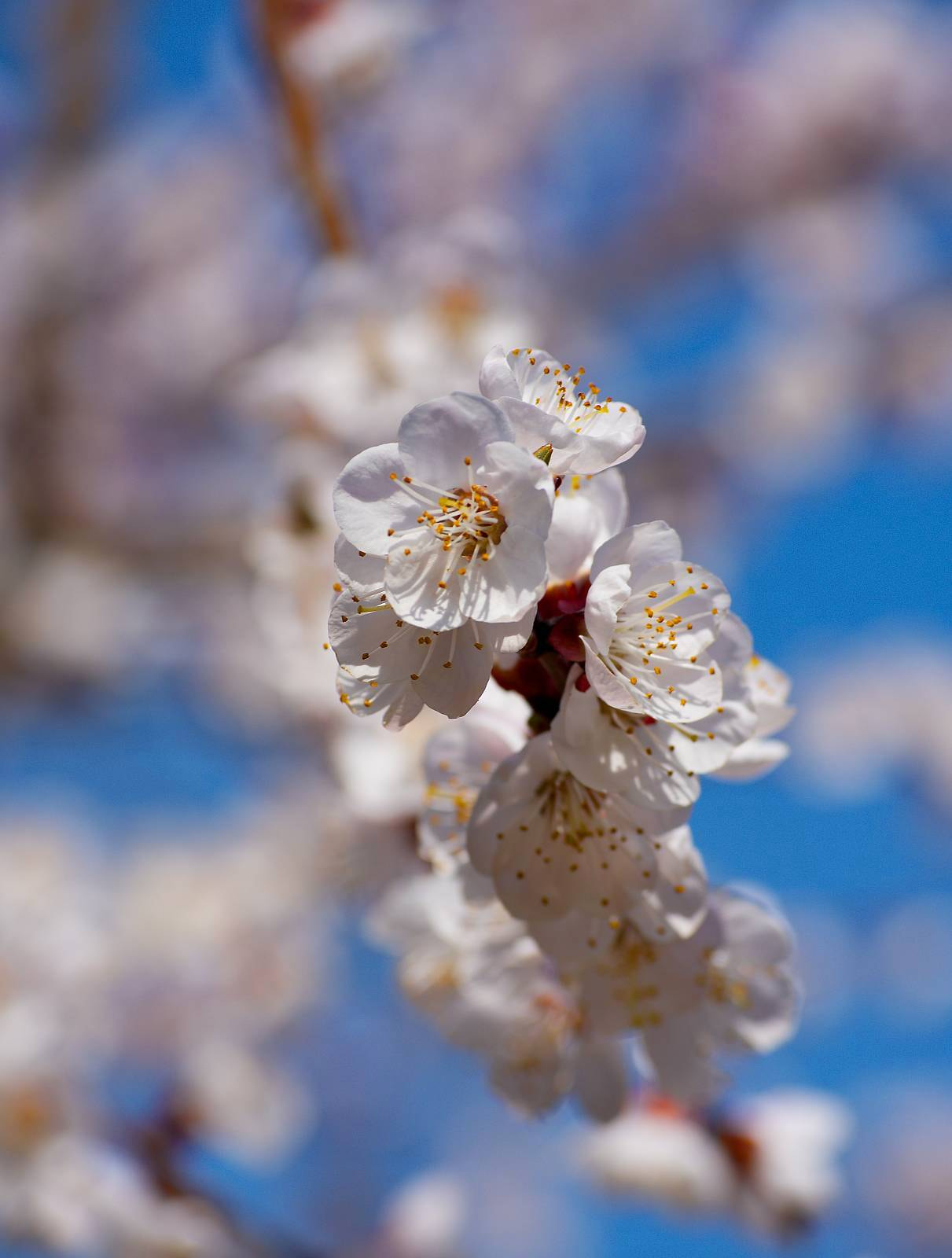Nikon D7200 sample photo. Springtime.. photography