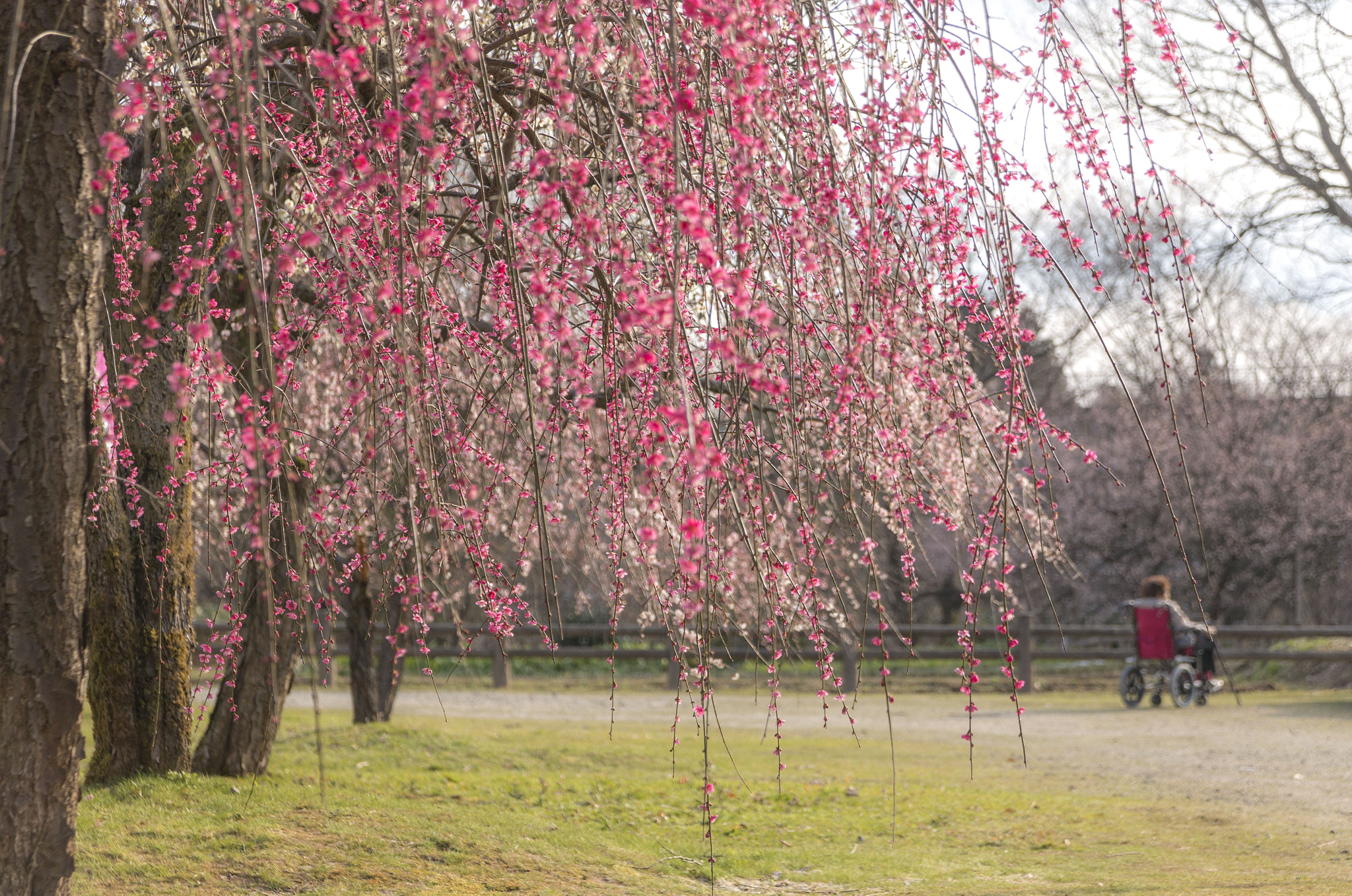 Sigma 17-70mm F2.8-4 DC Macro OS HSM sample photo. Spring is for you photography