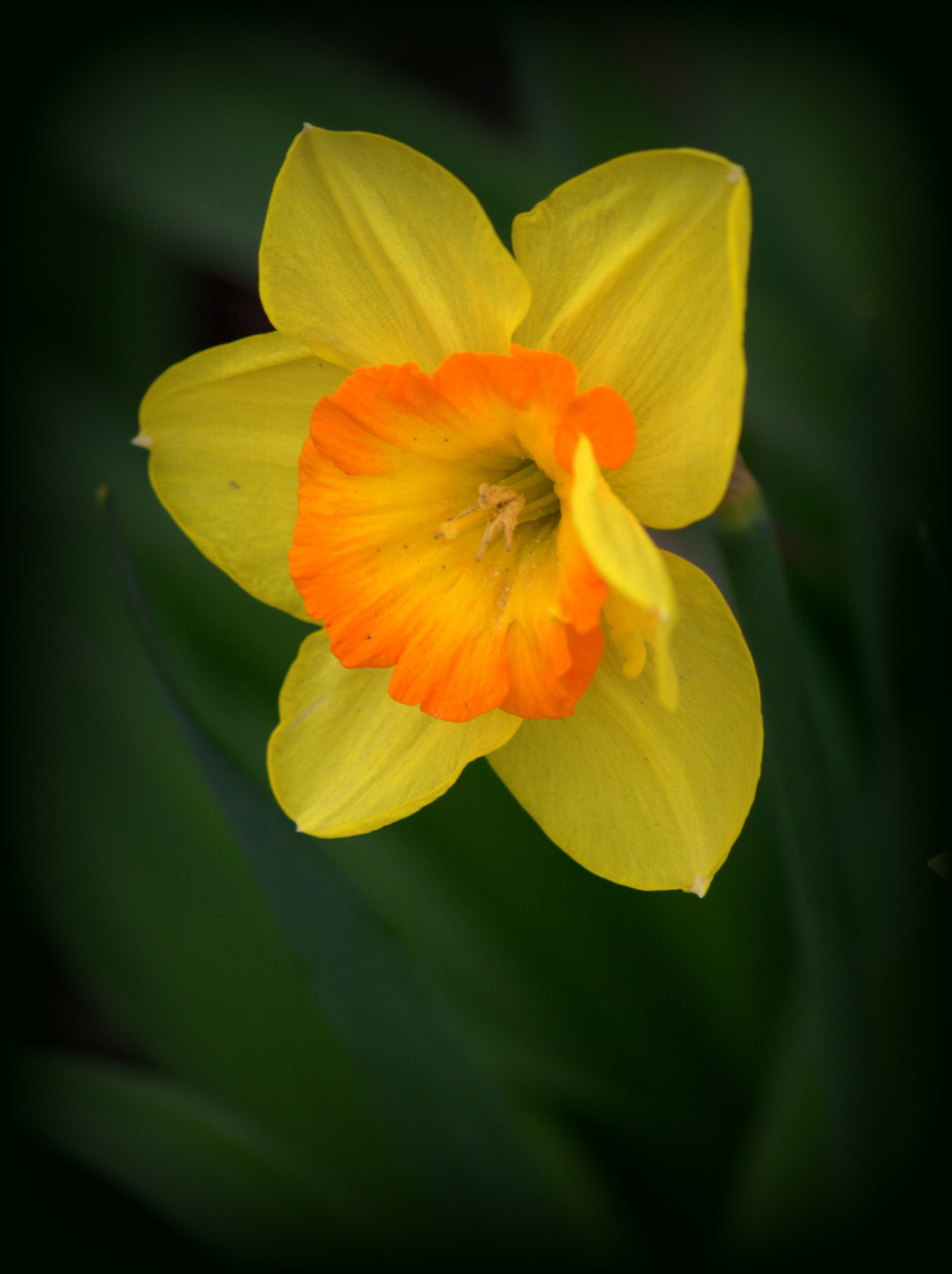 Nikon D3000 sample photo. Daffodil photography