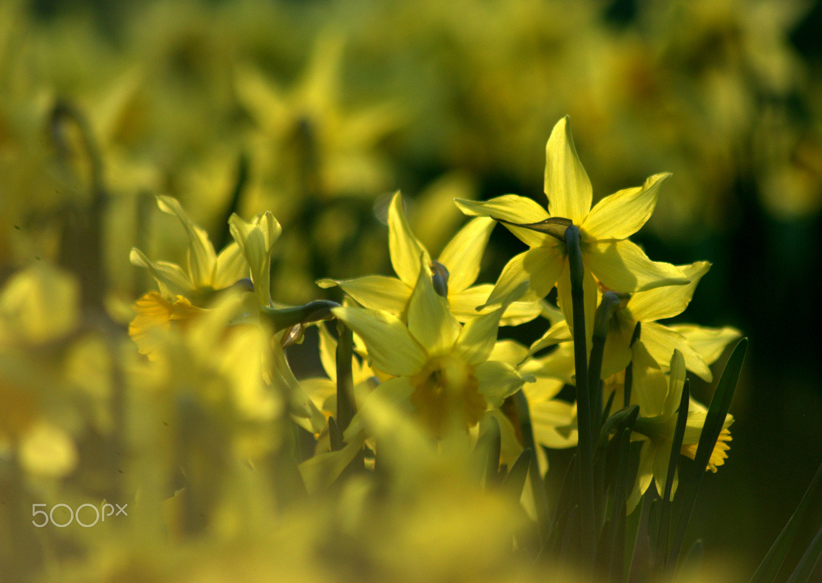 Nikon D3000 sample photo. Daffodils photography