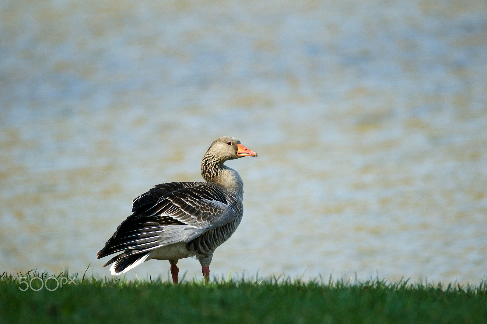 Canon EF 200-400mm F4L IS USM Extender 1.4x sample photo. Husa velká (anser anser) photography