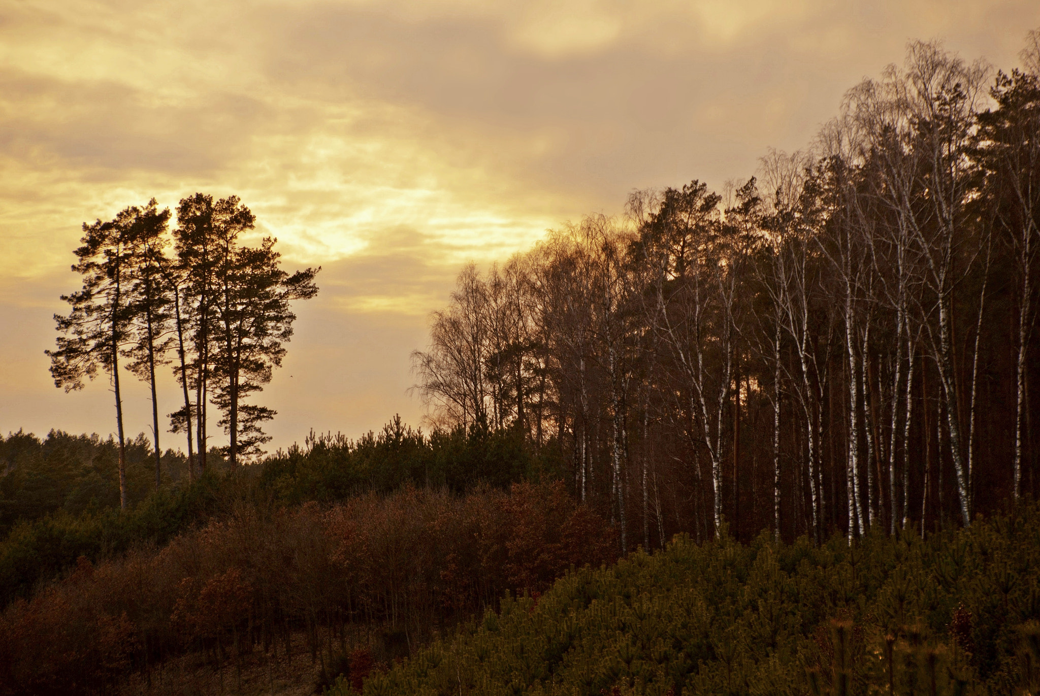 Tamron 18-270mm F3.5-6.3 Di II PZD sample photo. W lesie 6 photography