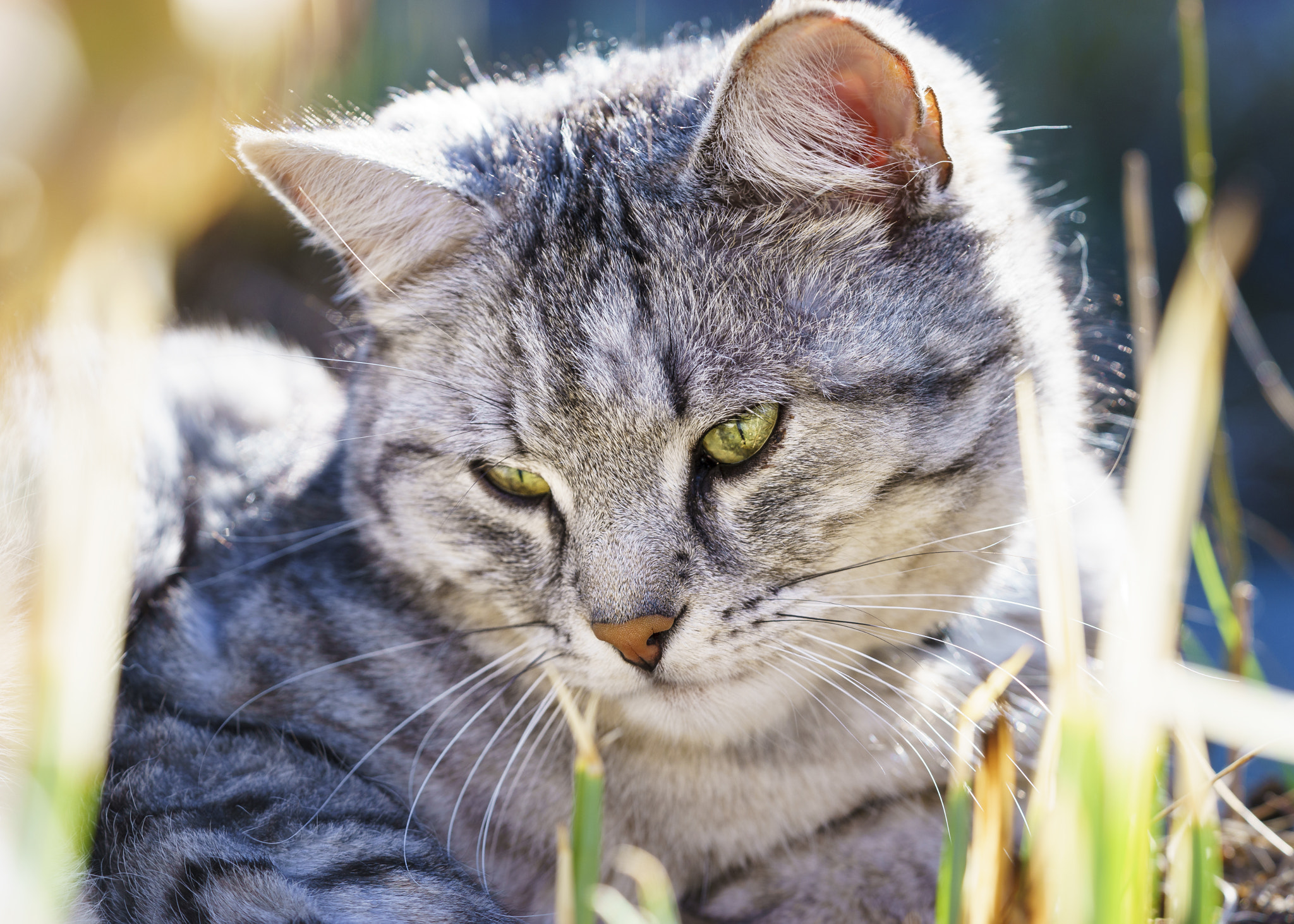 Sony a7 II + Sony FE 90mm F2.8 Macro G OSS sample photo. Apollo photography