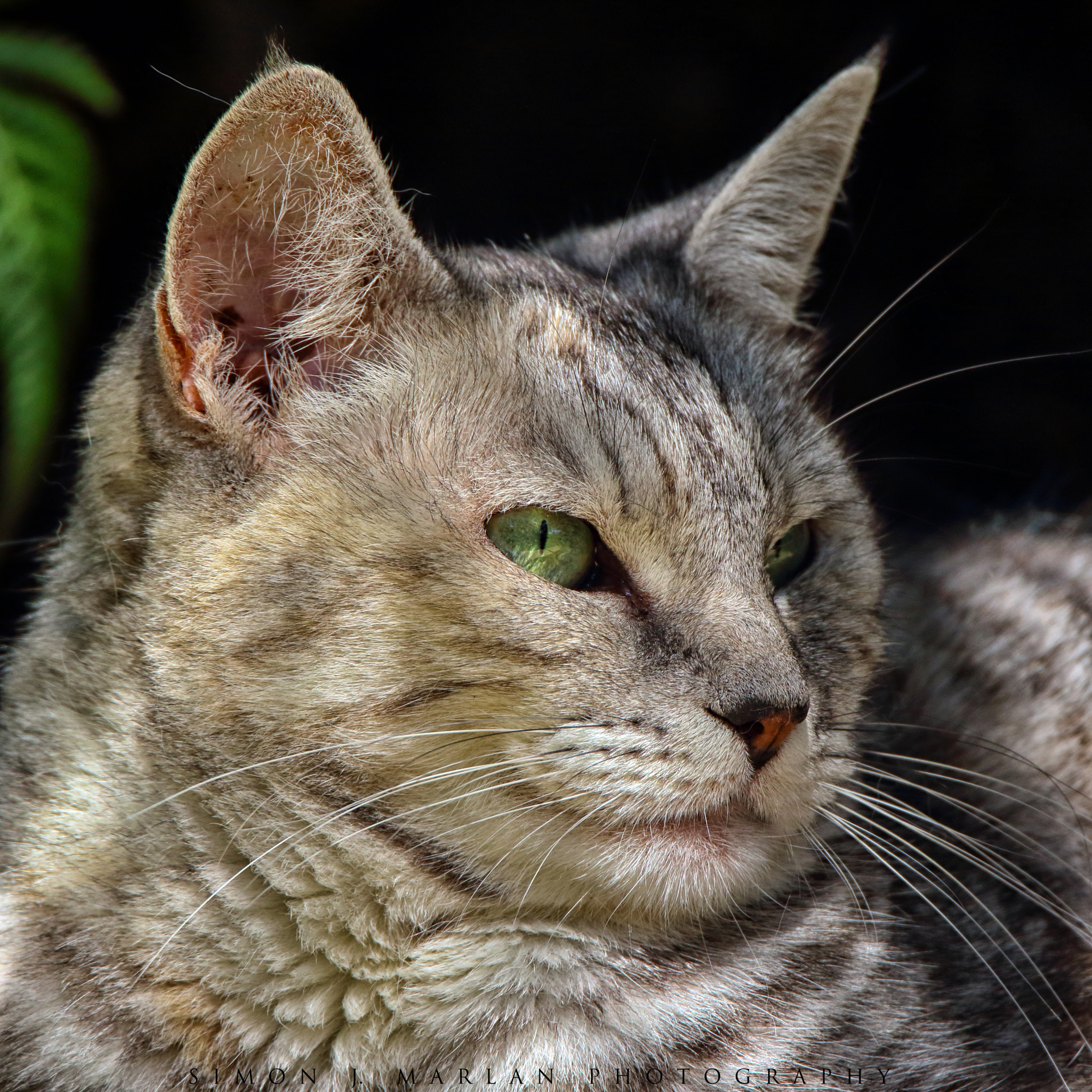 Tamron SP 150-600mm F5-6.3 Di VC USD sample photo. Deceptive photography