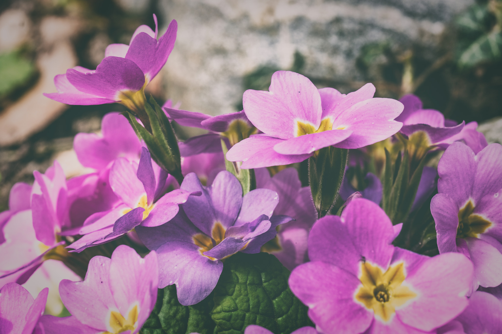 Fujifilm X-T2 sample photo. More flowers photography