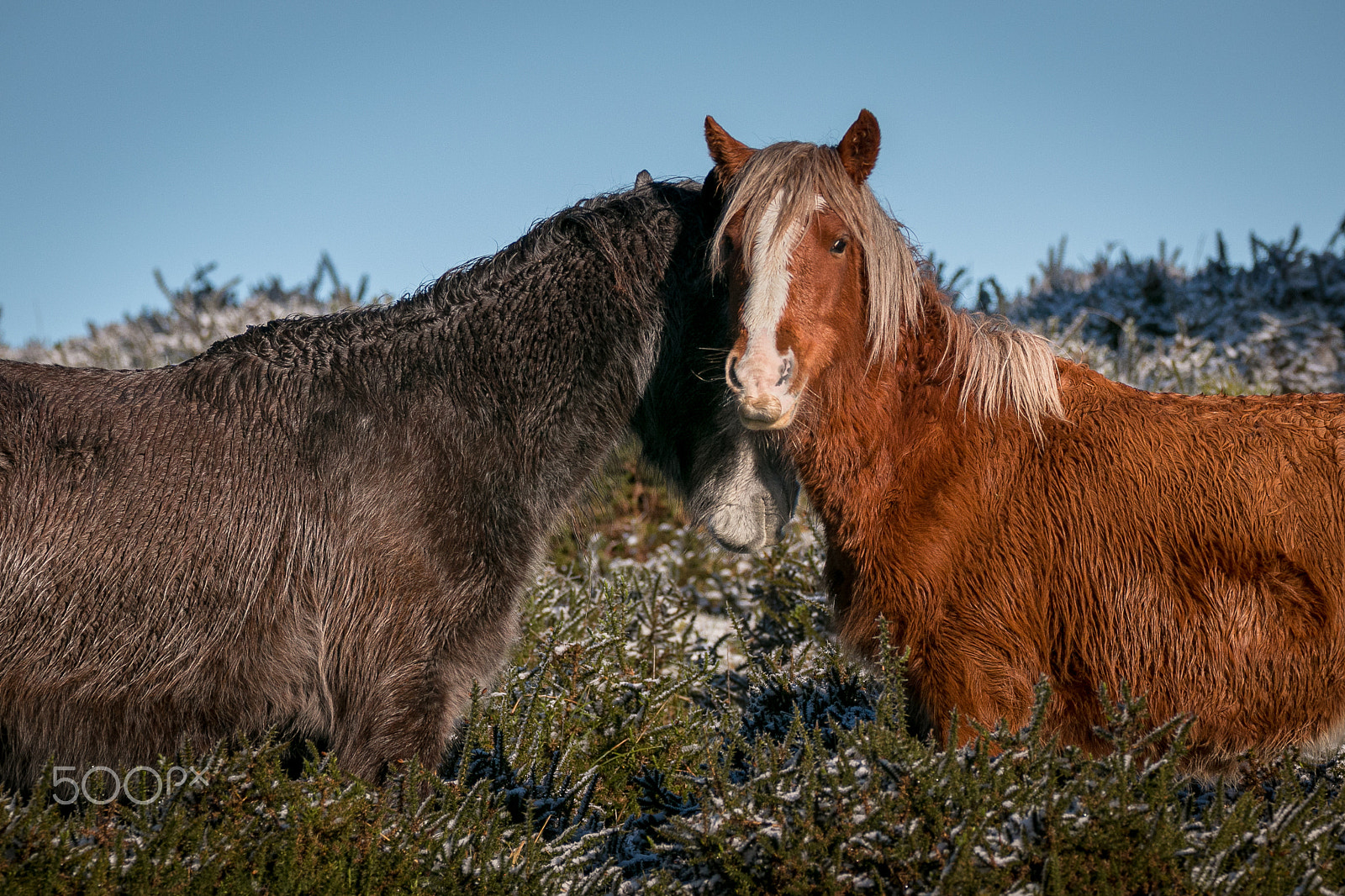 150-600mm F5-6.3 DG OS HSM | Contemporary 015 sample photo. Interacting photography