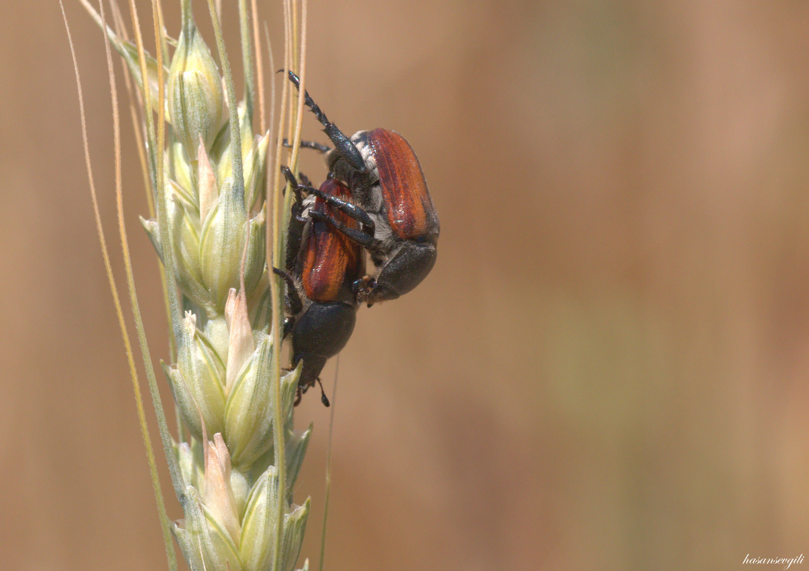 Sigma APO Macro 150mm f/2.8 EX DG HSM sample photo. Mating photography