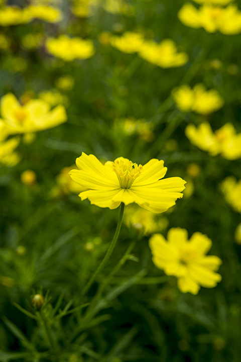 Nikon AF Nikkor 24-85mm F2.8-4D IF sample photo