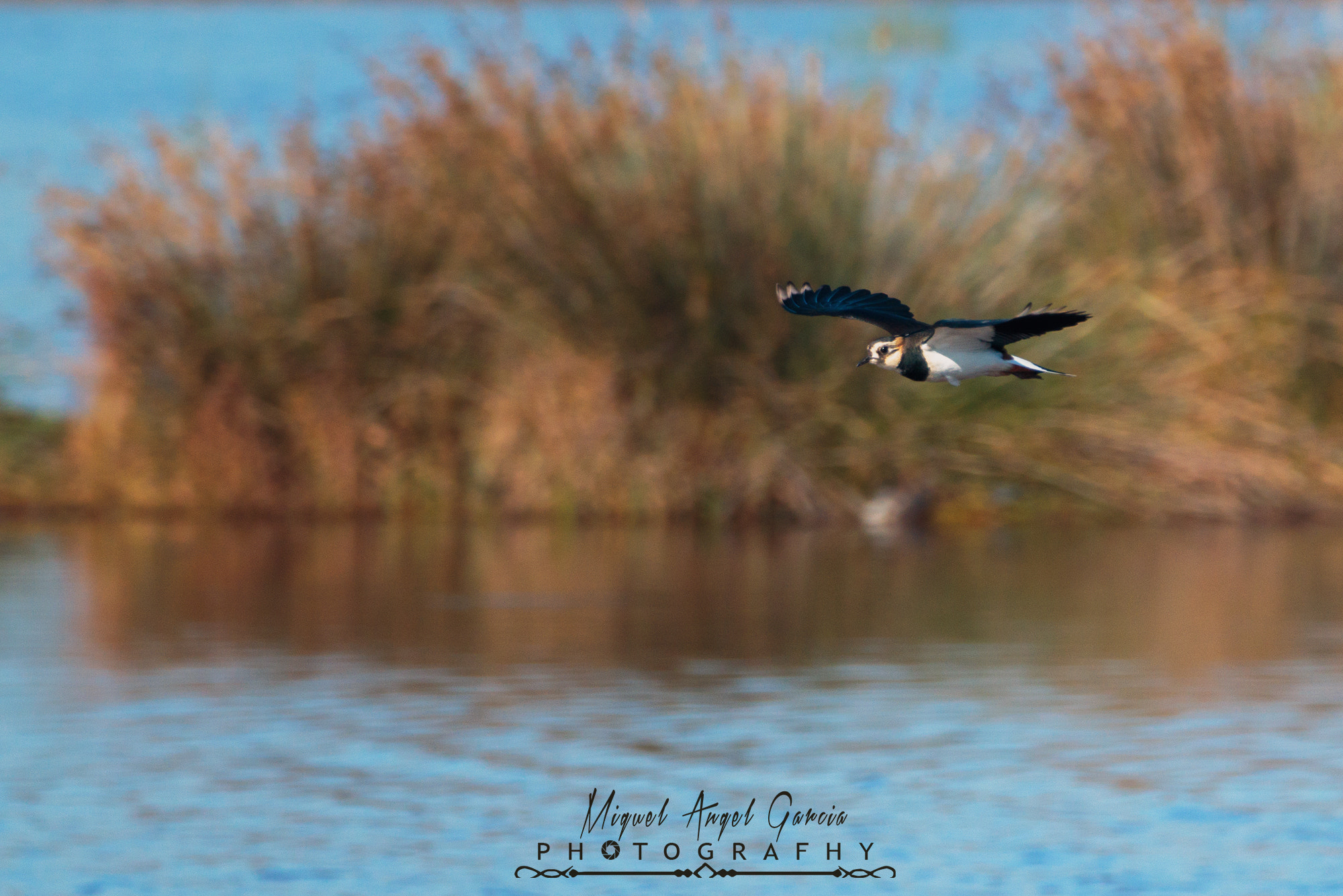 Tamron SP 150-600mm F5-6.3 Di VC USD sample photo. Avefria photography