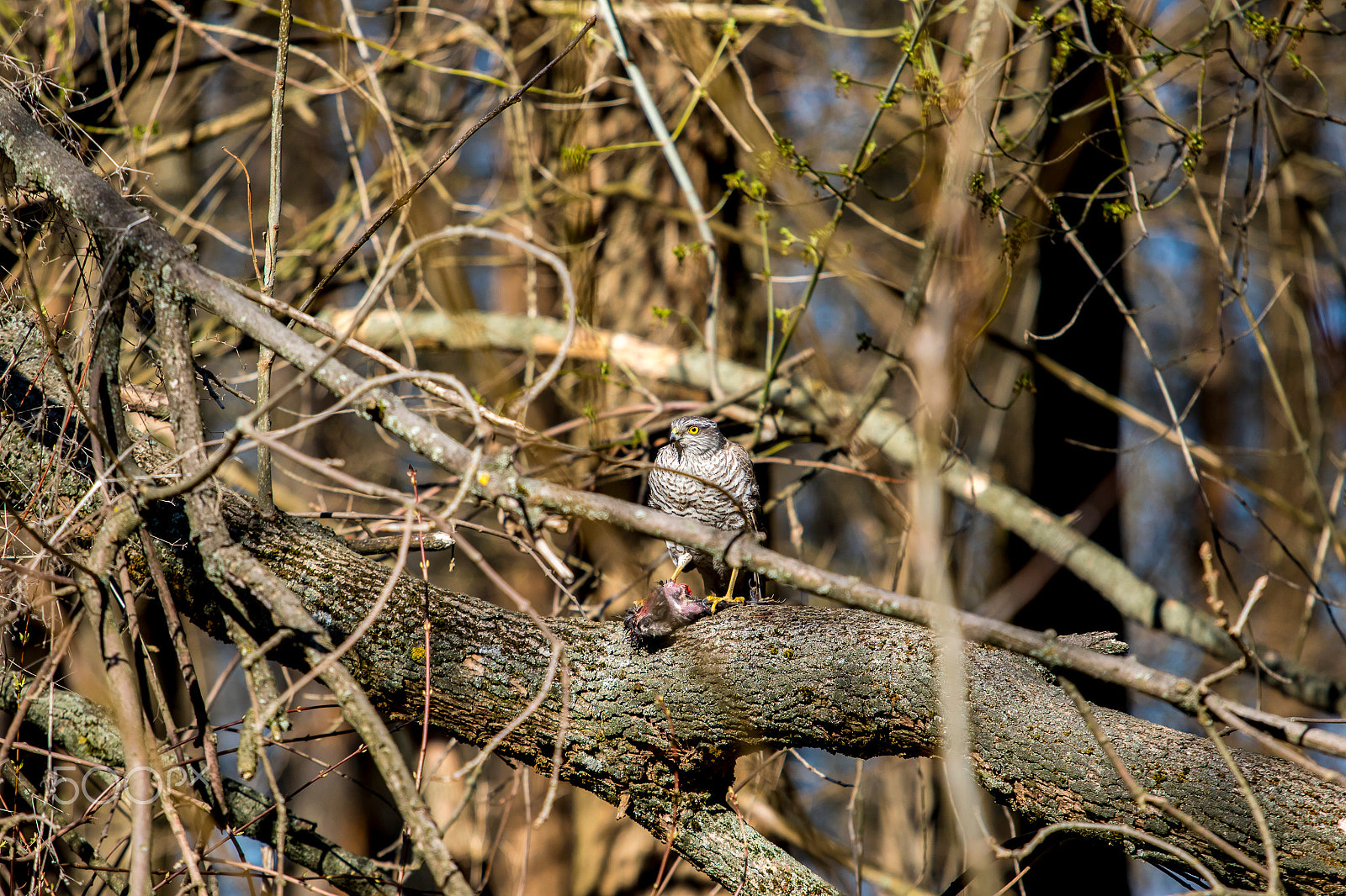 Canon EF 70-200mm F4L IS USM sample photo. Hawk photography