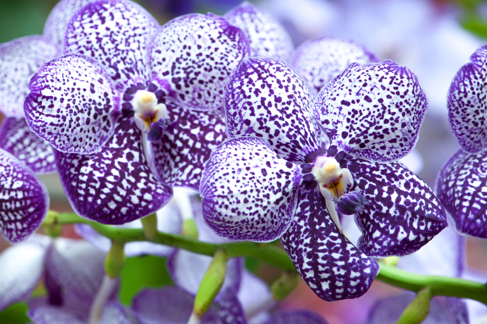 Nikon AF-S Micro-Nikkor 105mm F2.8G IF-ED VR sample photo. Colourful  orchids is beautiful. photography