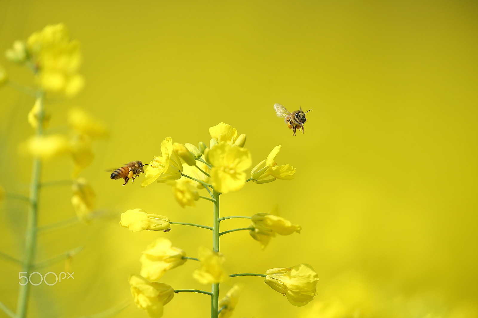 Canon EOS-1D X + Canon EF 400mm F2.8L IS II USM sample photo. 二只蜜蜂 photography