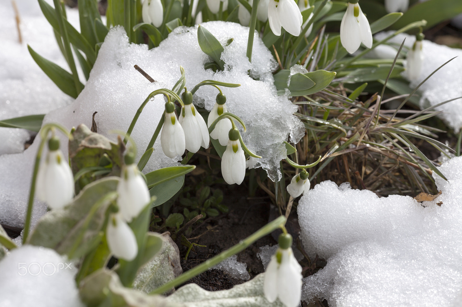 Canon EF 135mm F2L USM sample photo. Snowdrops photography