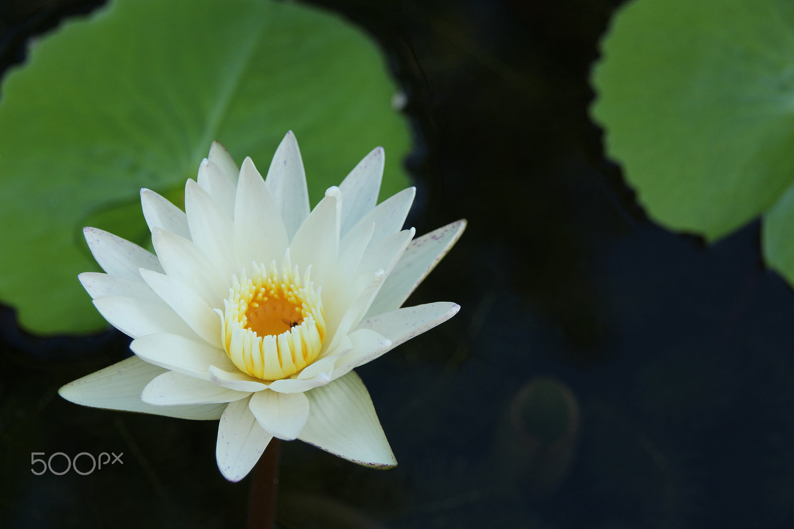 Canon EOS 700D (EOS Rebel T5i / EOS Kiss X7i) + Sigma 18-200mm f/3.5-6.3 DC OS sample photo. The  water lily. photography