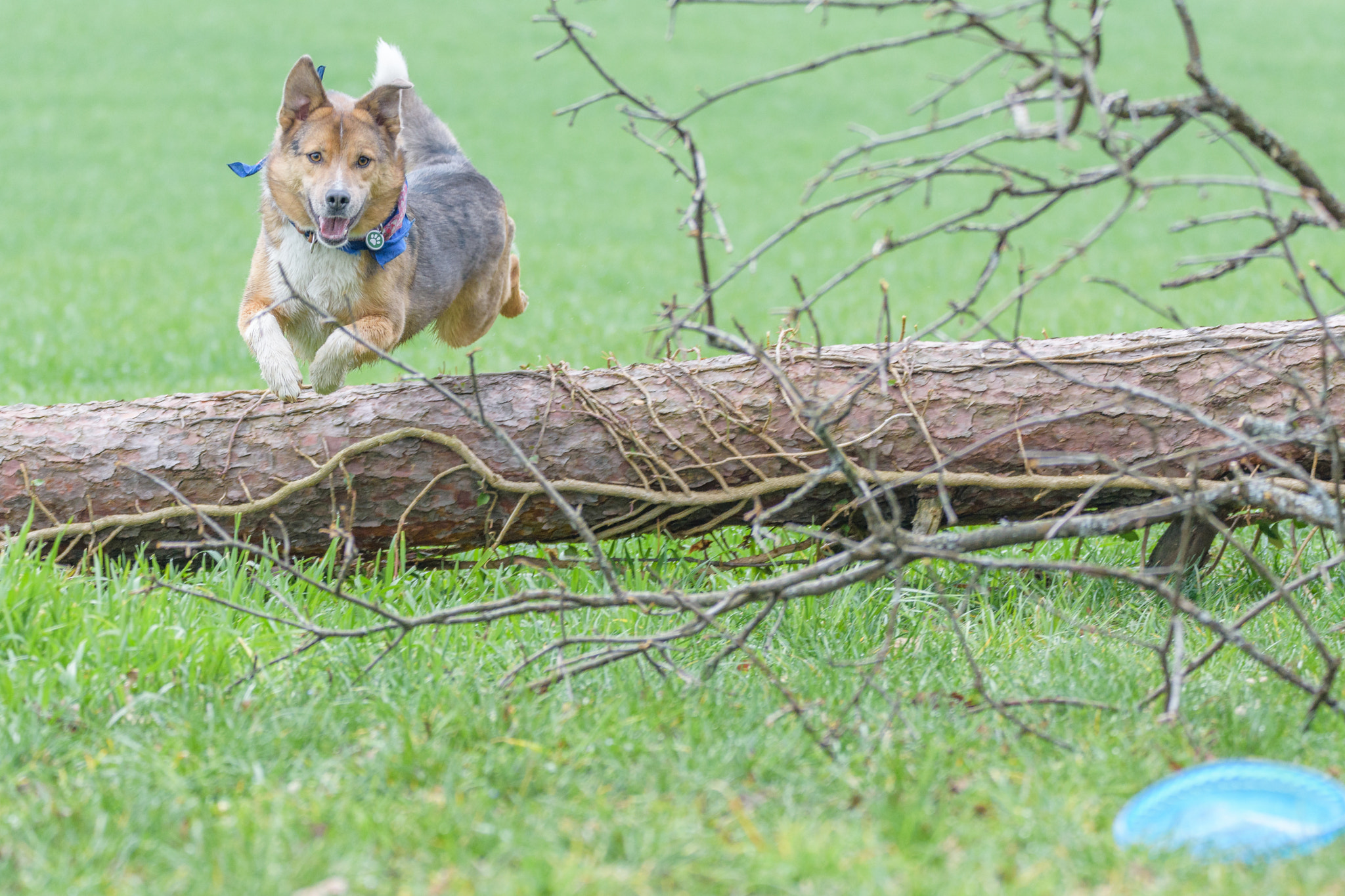 Nikon D7200 sample photo. Dog in the jump photography