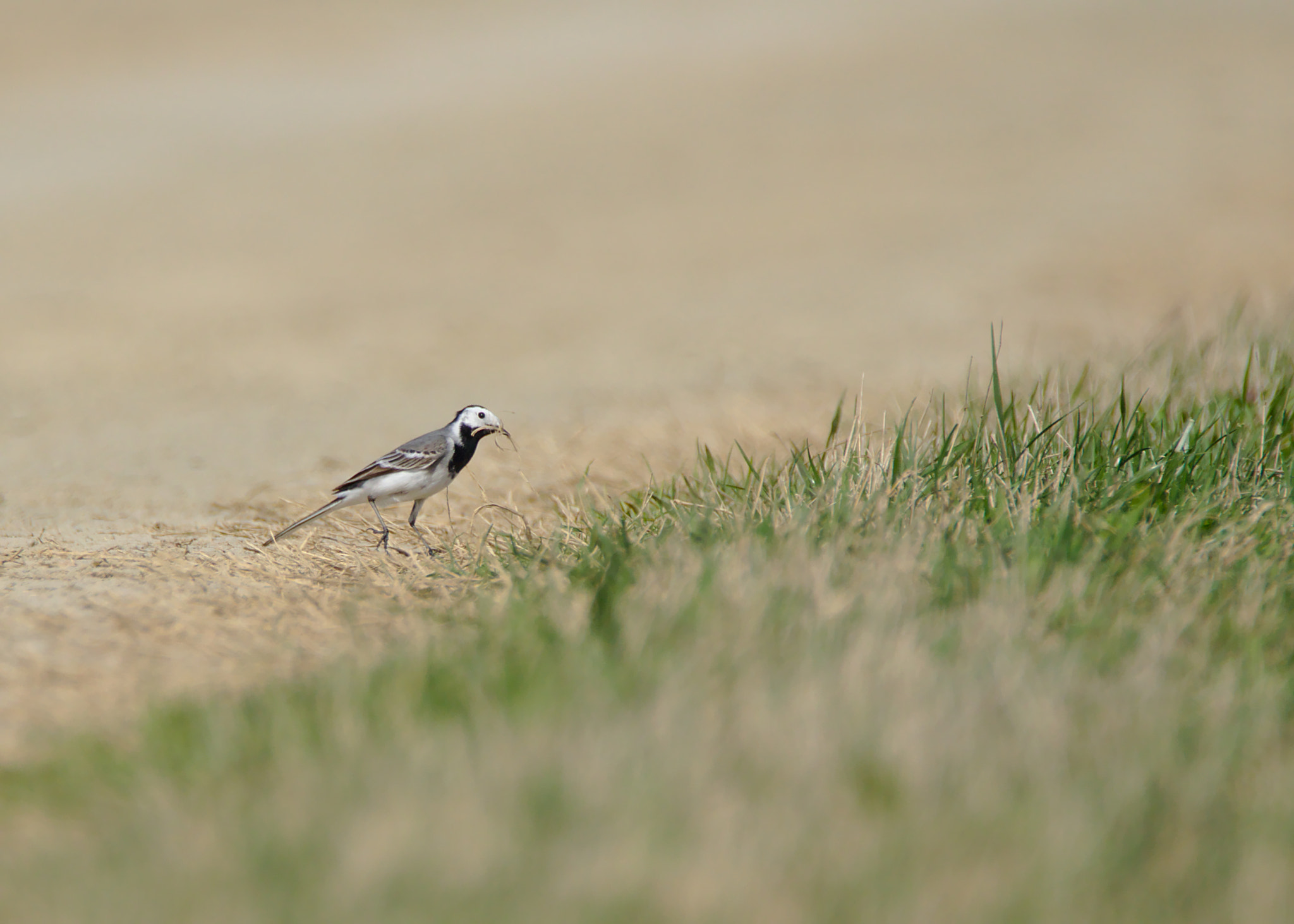 Tamron SP 150-600mm F5-6.3 Di VC USD sample photo. Who's there! photography