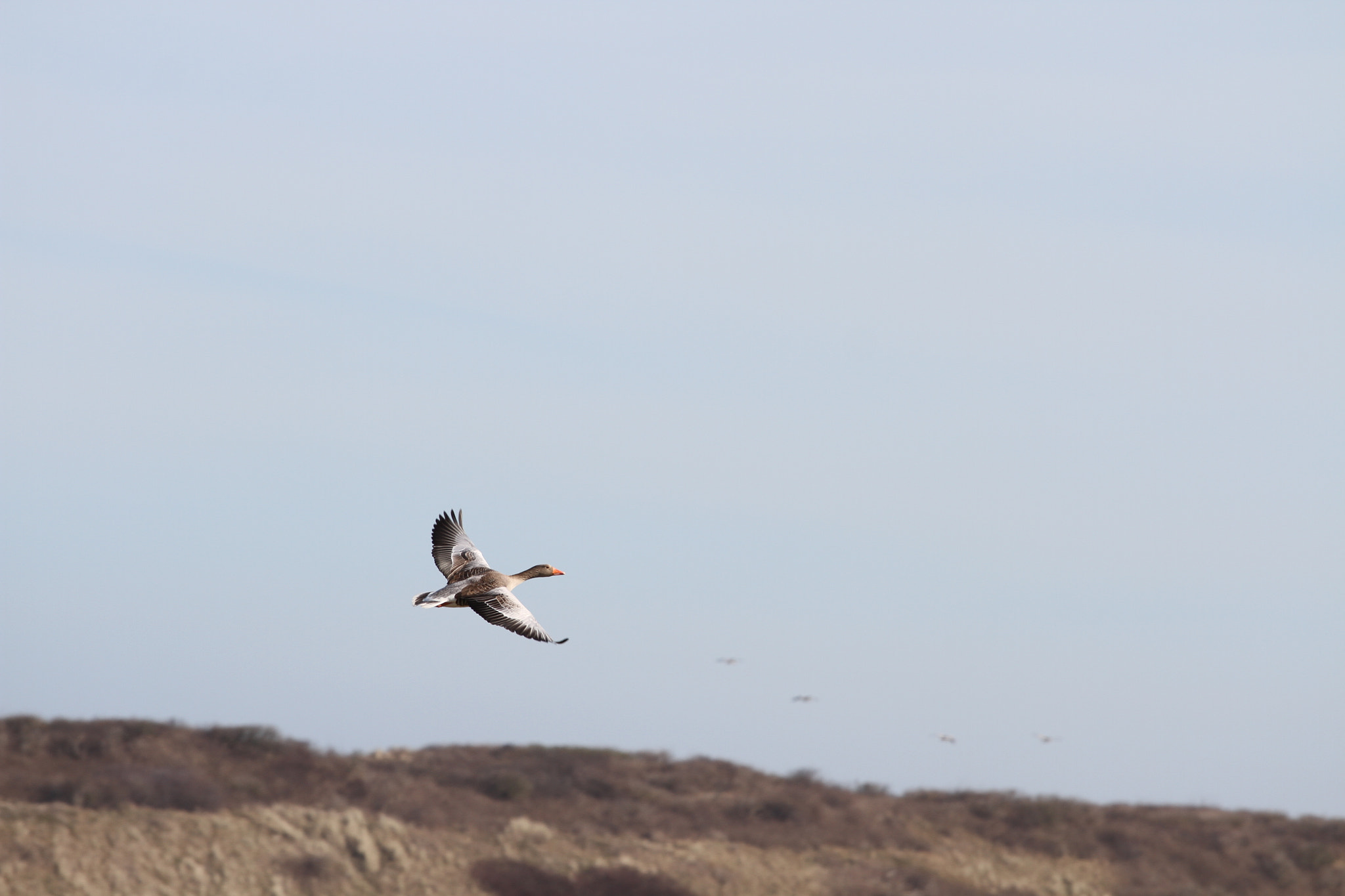 Canon EOS 7D + Canon EF 70-200mm F4L USM sample photo. Langeoog 2017 photography