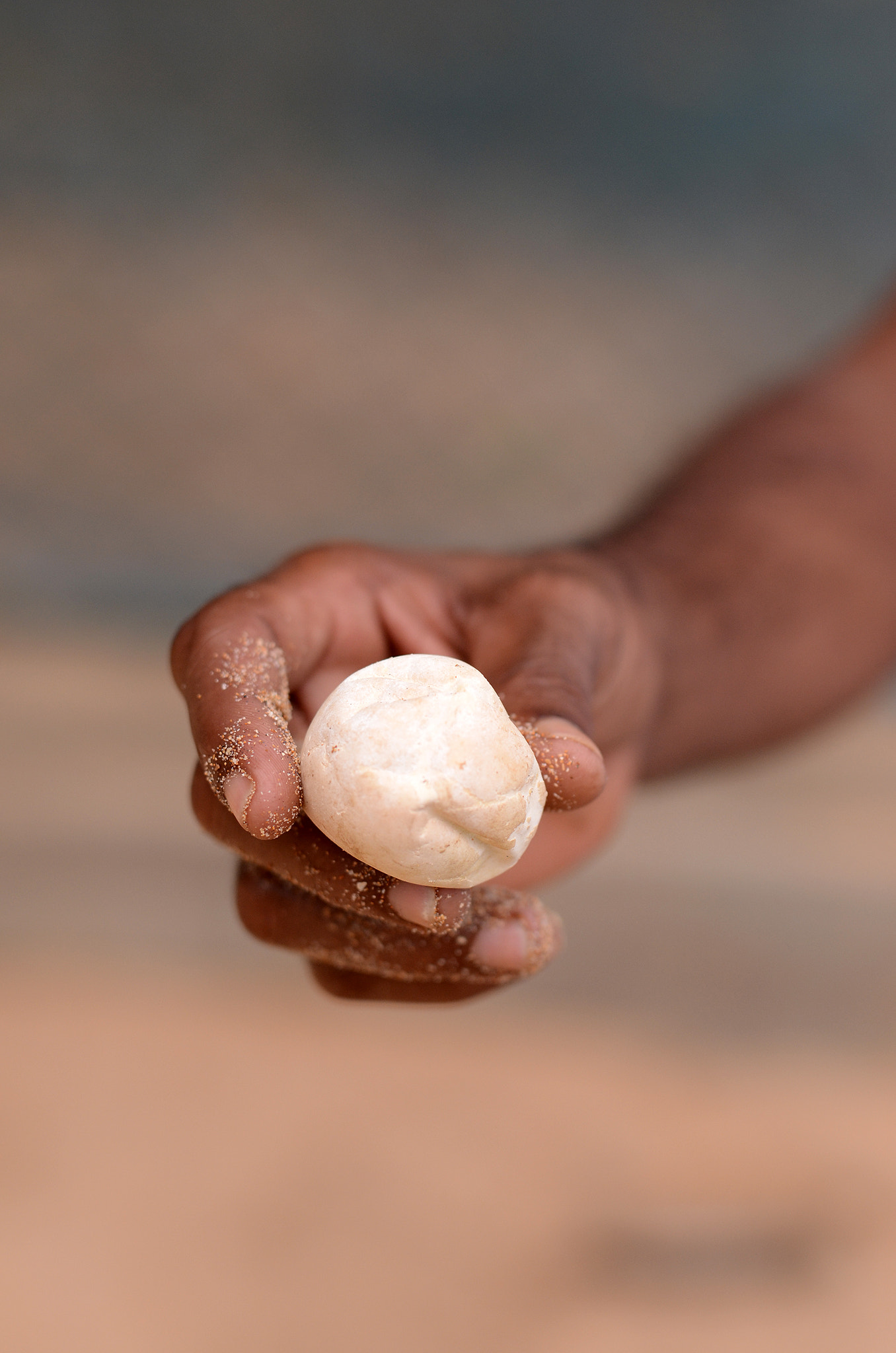 Nikon D7000 + Sigma 50mm F1.4 DG HSM Art sample photo. Turtle egg photography