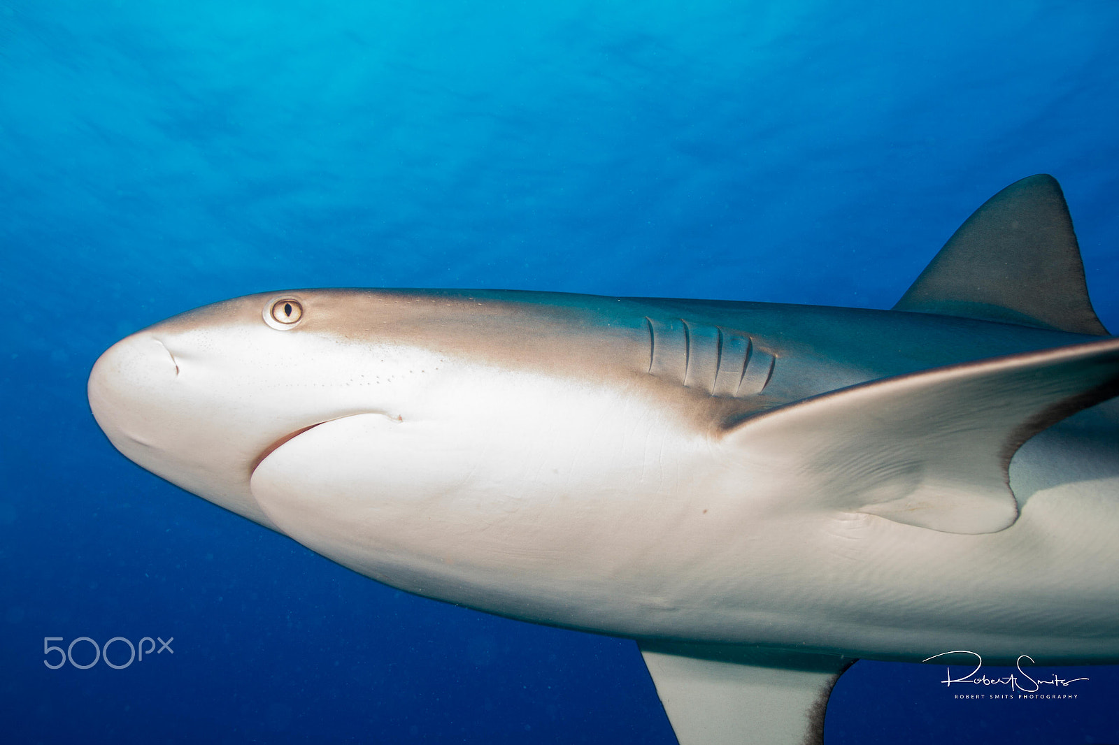 Canon EOS 7D sample photo. Caribbean reef shark cruisin' around photography