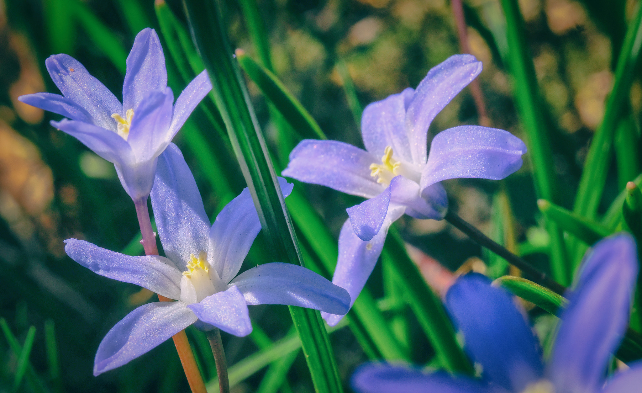 Fujifilm XF 90mm F2 R LM WR sample photo. Even more flowers photography