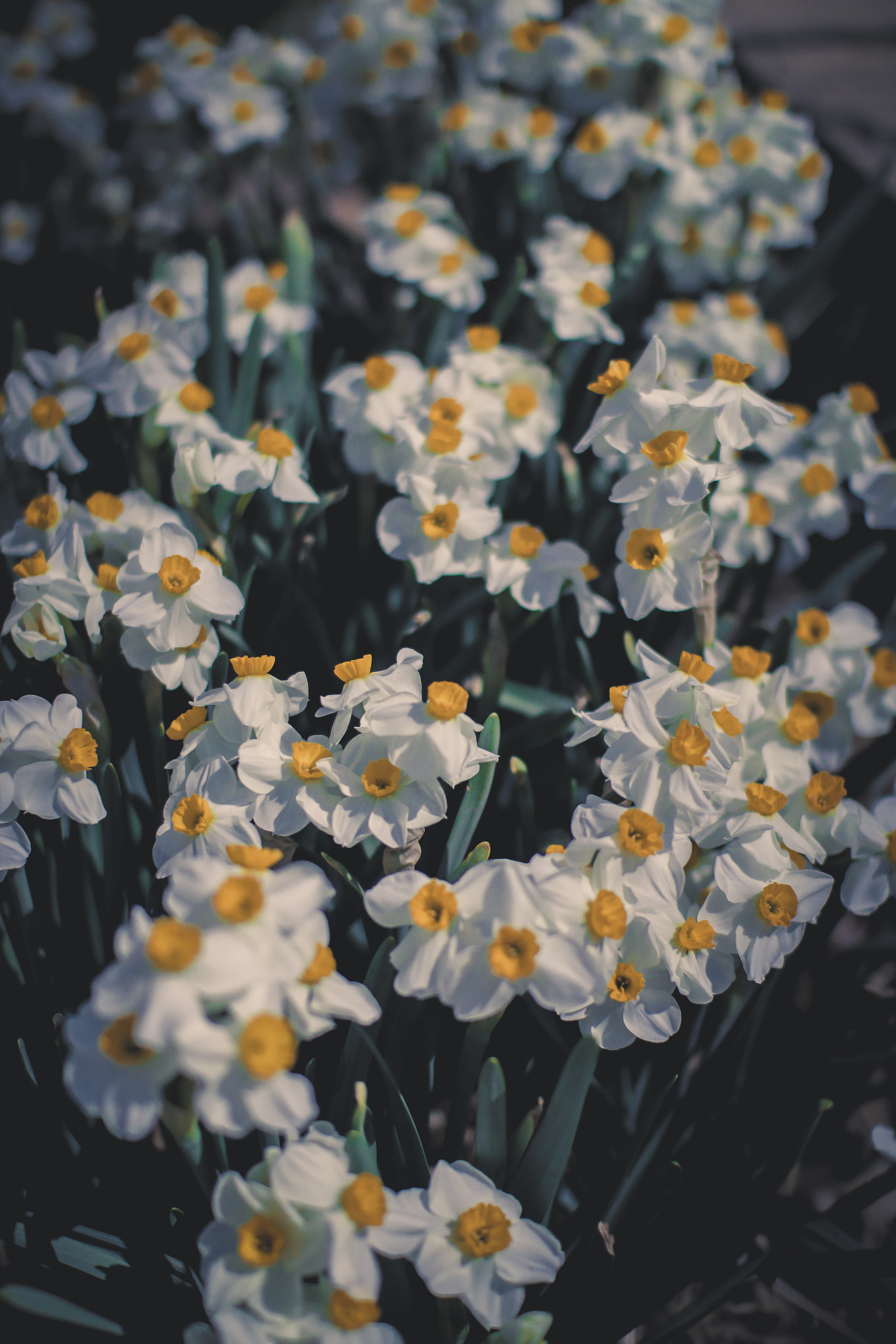 Sigma 30mm F1.4 EX DC HSM sample photo. Daffodils on parade photography