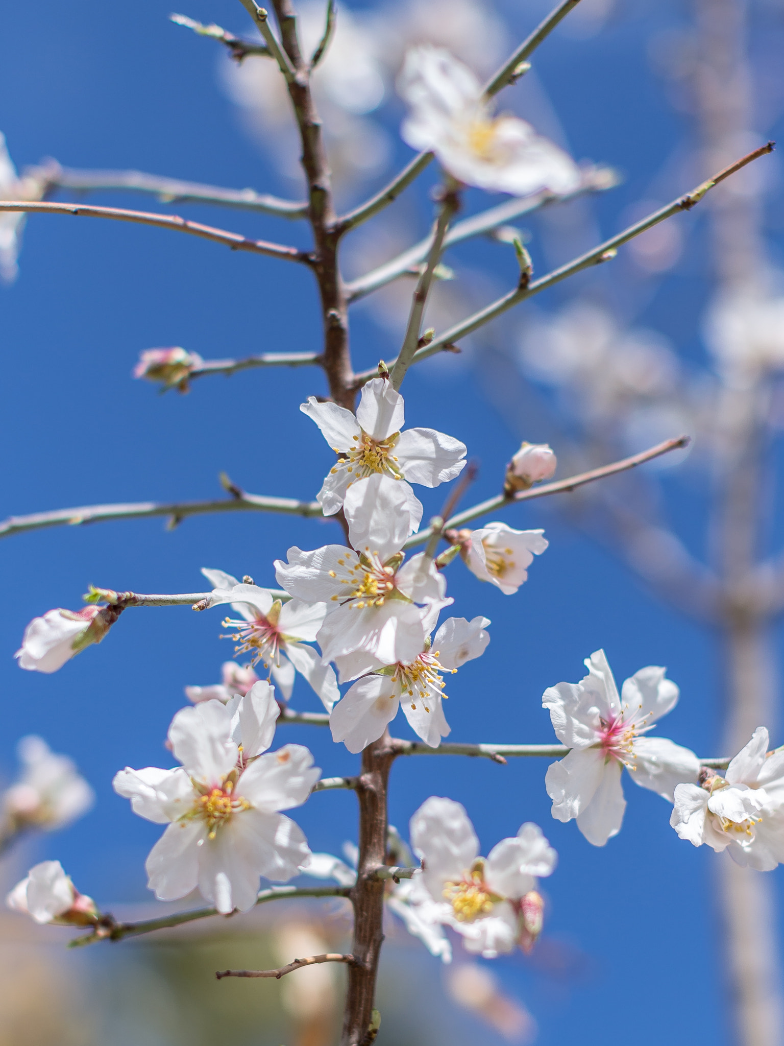 Canon EF 50mm F1.2L USM sample photo. Spring time... photography