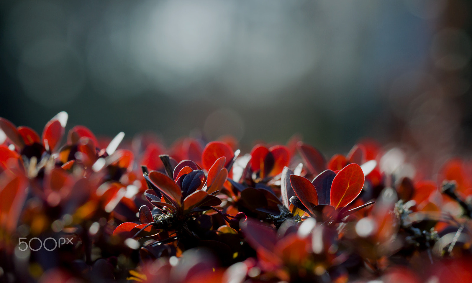 Canon EF 100mm F2.8L Macro IS USM sample photo. Printemps photography