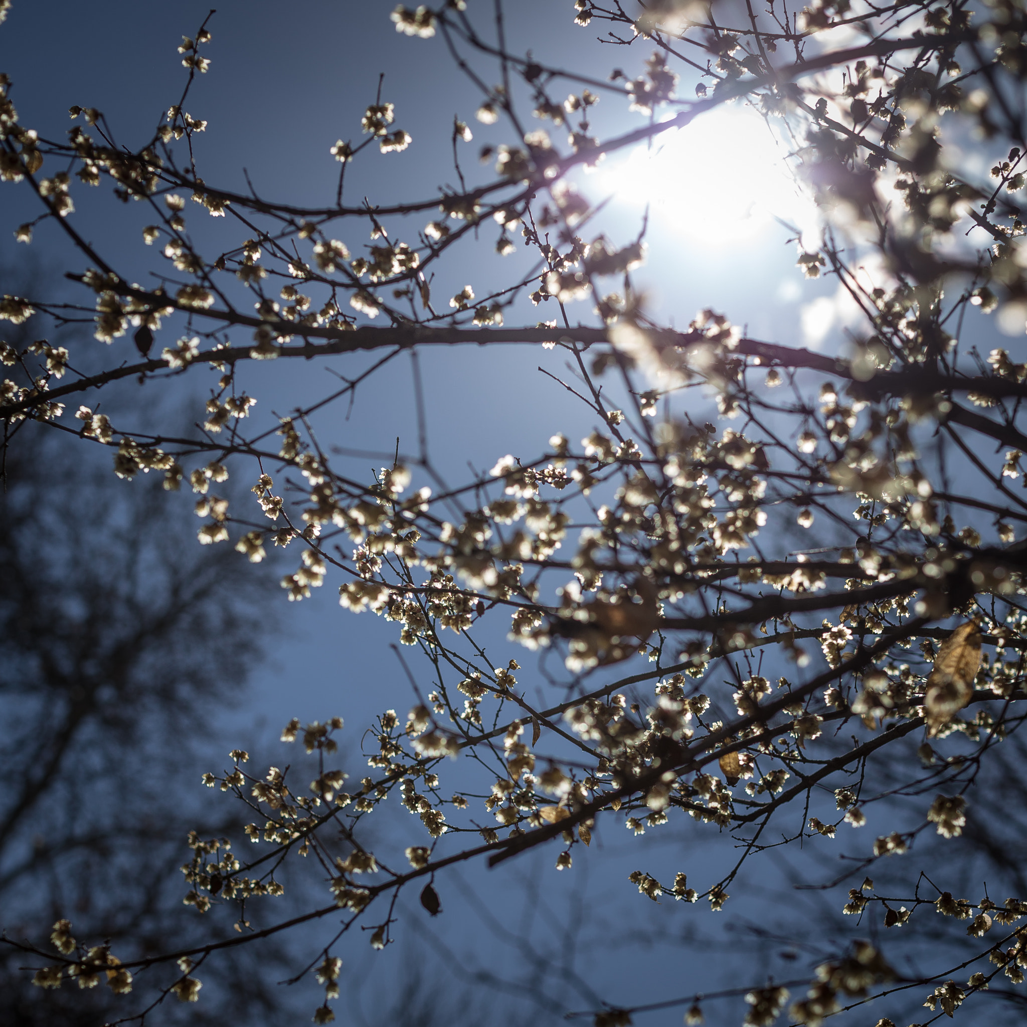 Canon EF 50mm F1.2L USM sample photo. . photography
