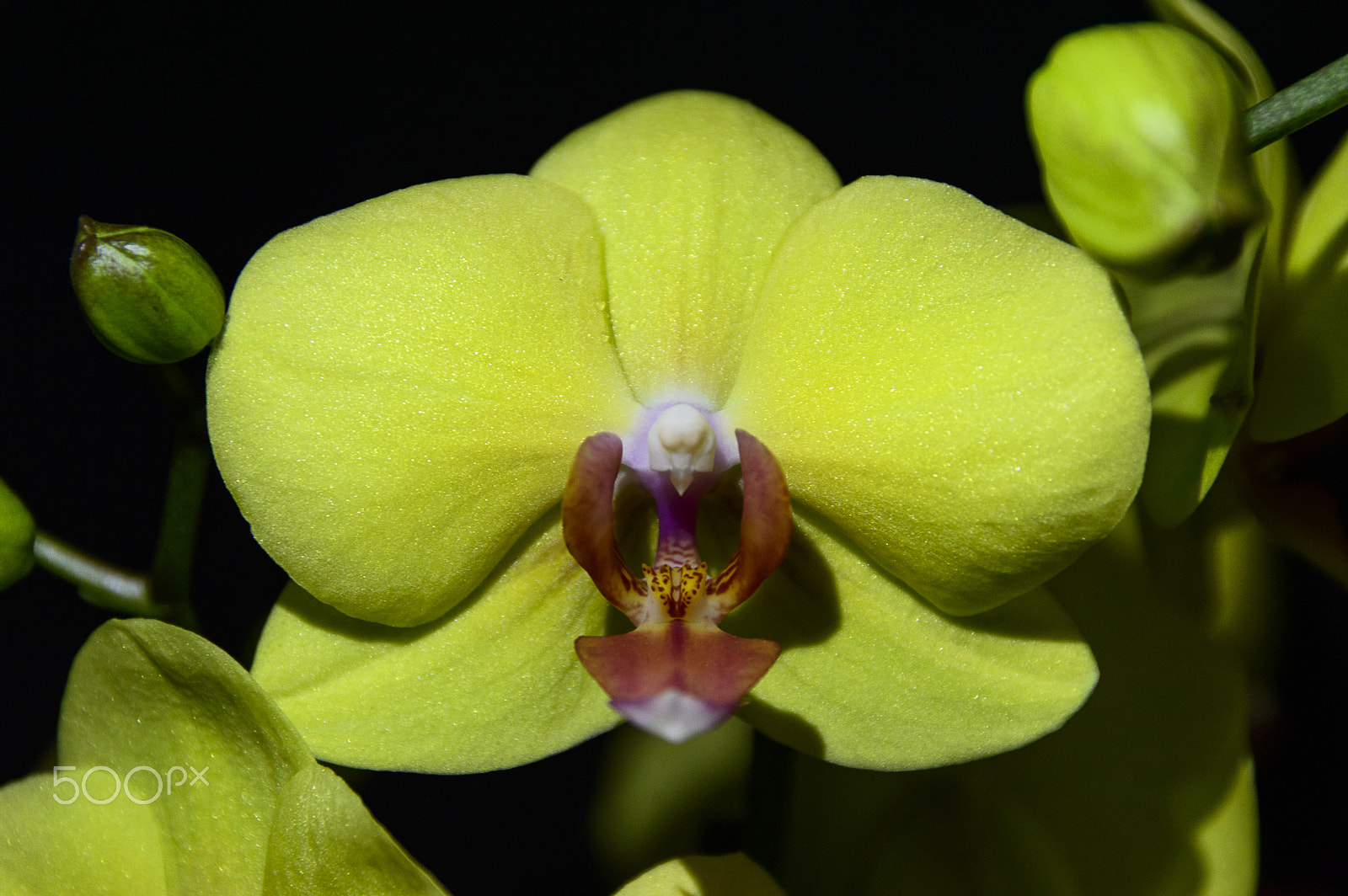 Nikon D3200 sample photo. Yellow orchid photography