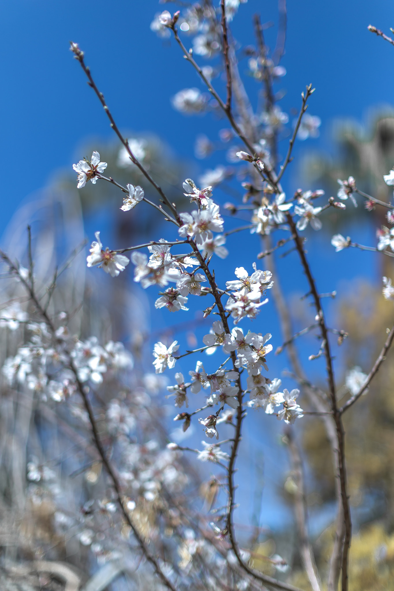 Canon EF 50mm F1.2L USM sample photo. . photography