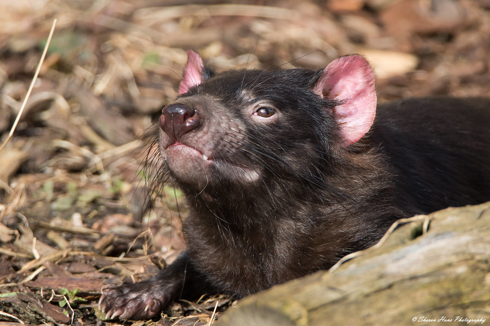 Tamron SP 150-600mm F5-6.3 Di VC USD sample photo. Tasmanian devil photography