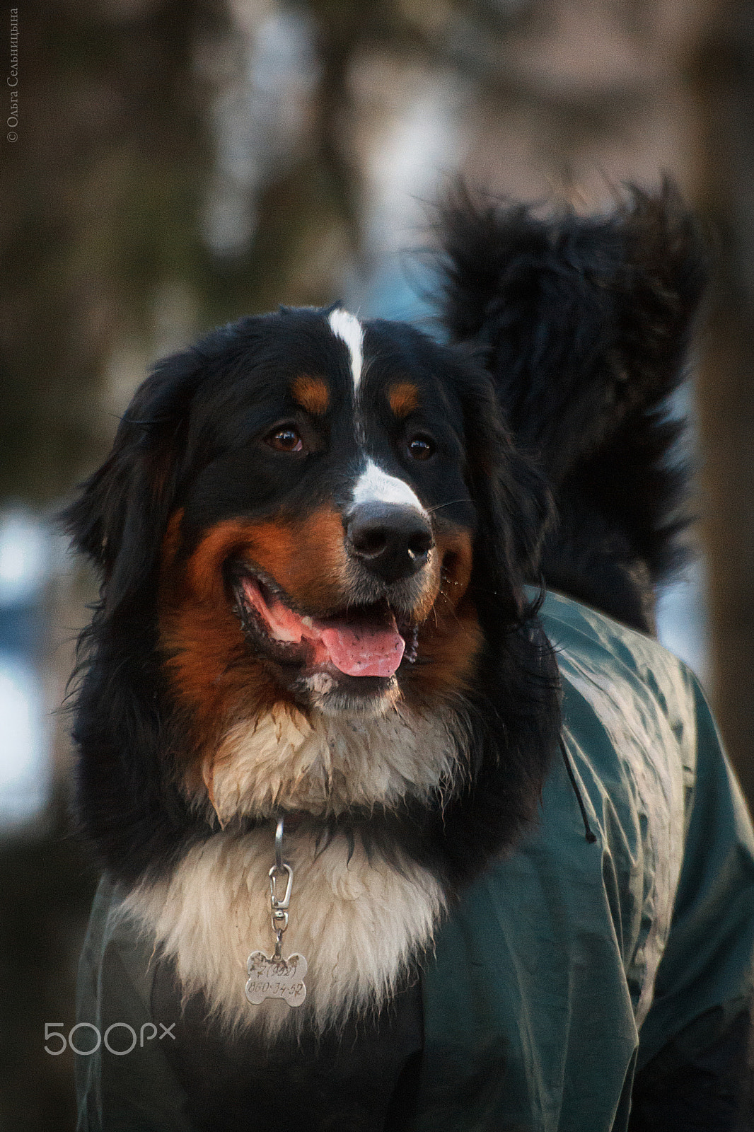 Sigma 70-300mm F4-5.6 APO DG Macro sample photo. Berner sennenhund ragnar photography