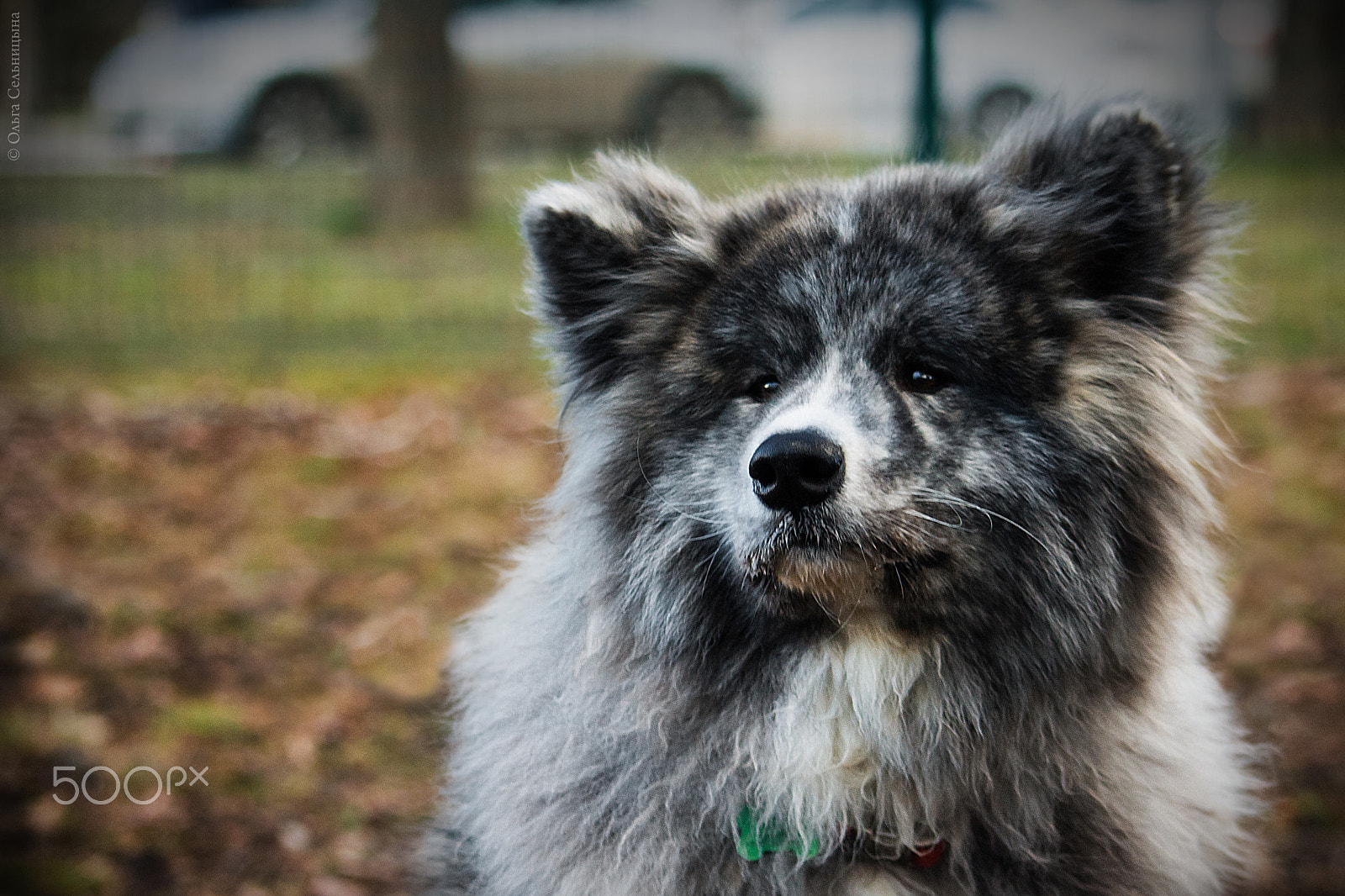 Sigma 70-300mm F4-5.6 APO DG Macro sample photo. Akita vinny photography