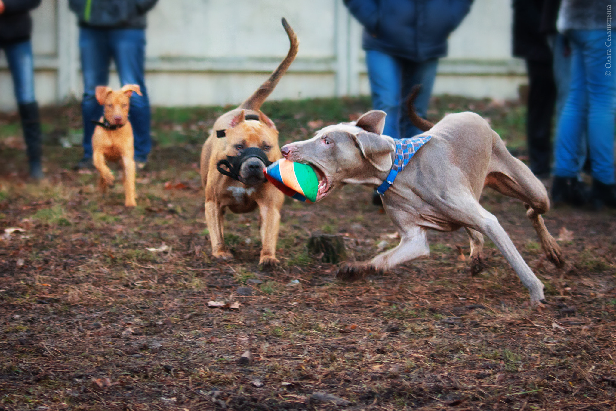 Sigma 70-300mm F4-5.6 APO DG Macro sample photo. Happy dog's game photography