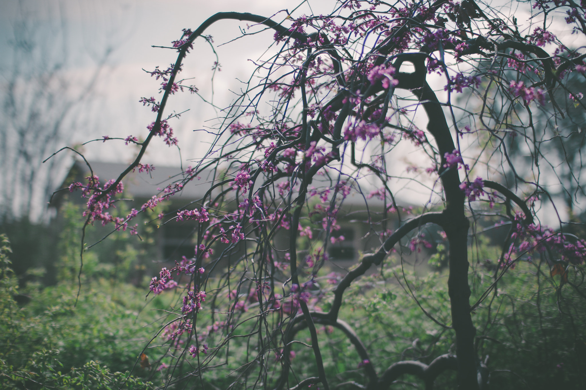 Sigma 30mm F1.4 EX DC HSM sample photo. Redbud photography