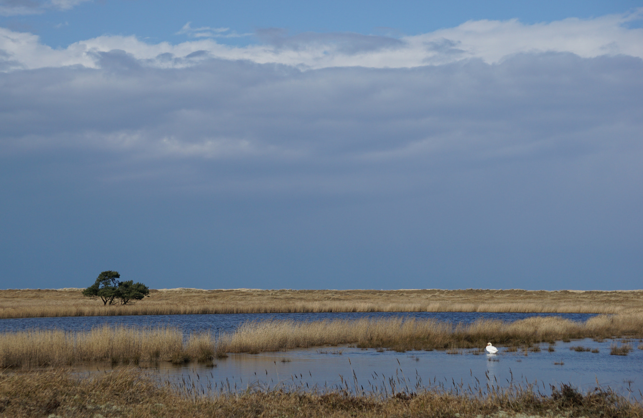 Sony FE 24-240mm F3.5-6.3 OSS sample photo. Swan and tree photography