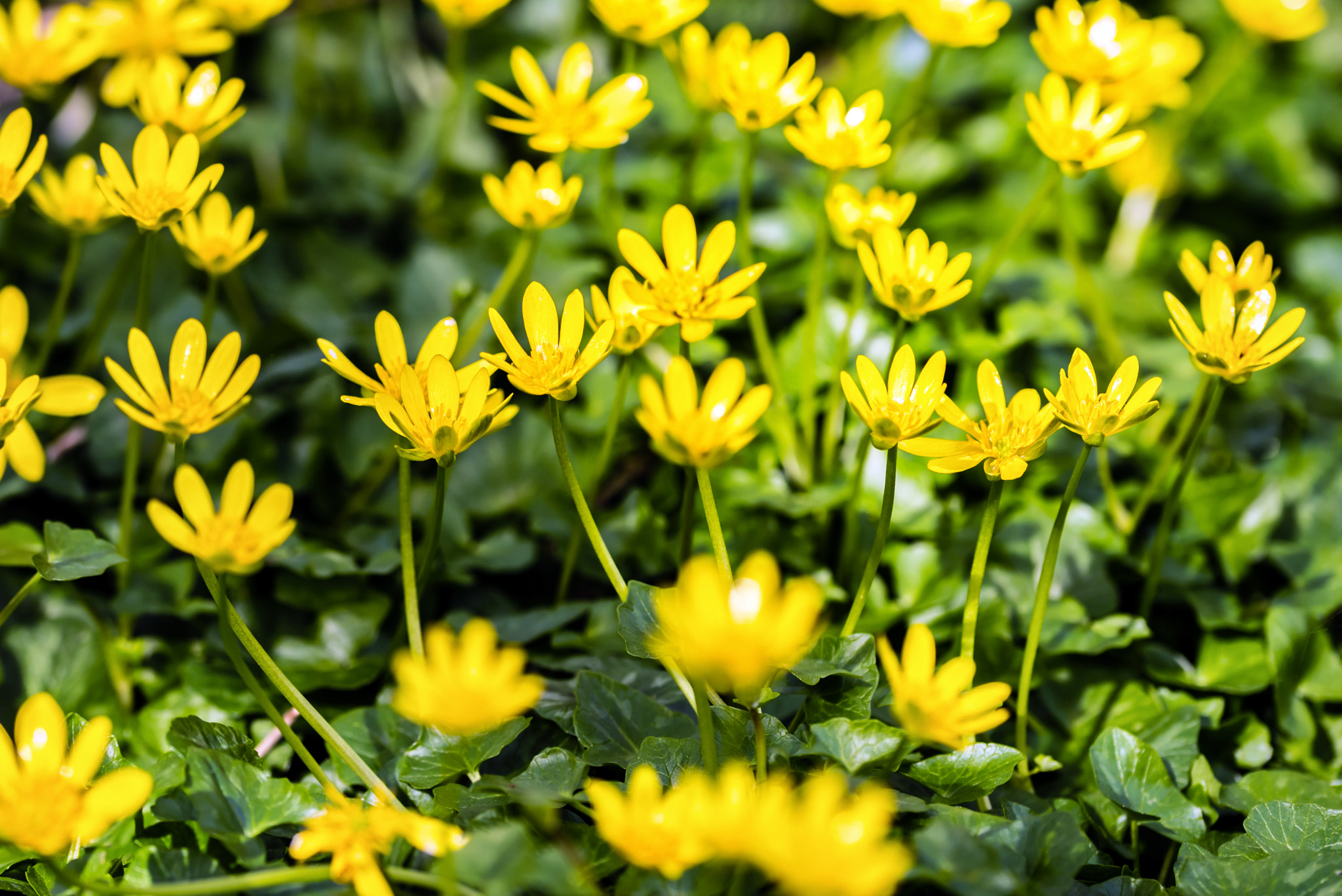 Sigma 105mm F2.8 EX DG OS HSM sample photo. Lesser celandine photography