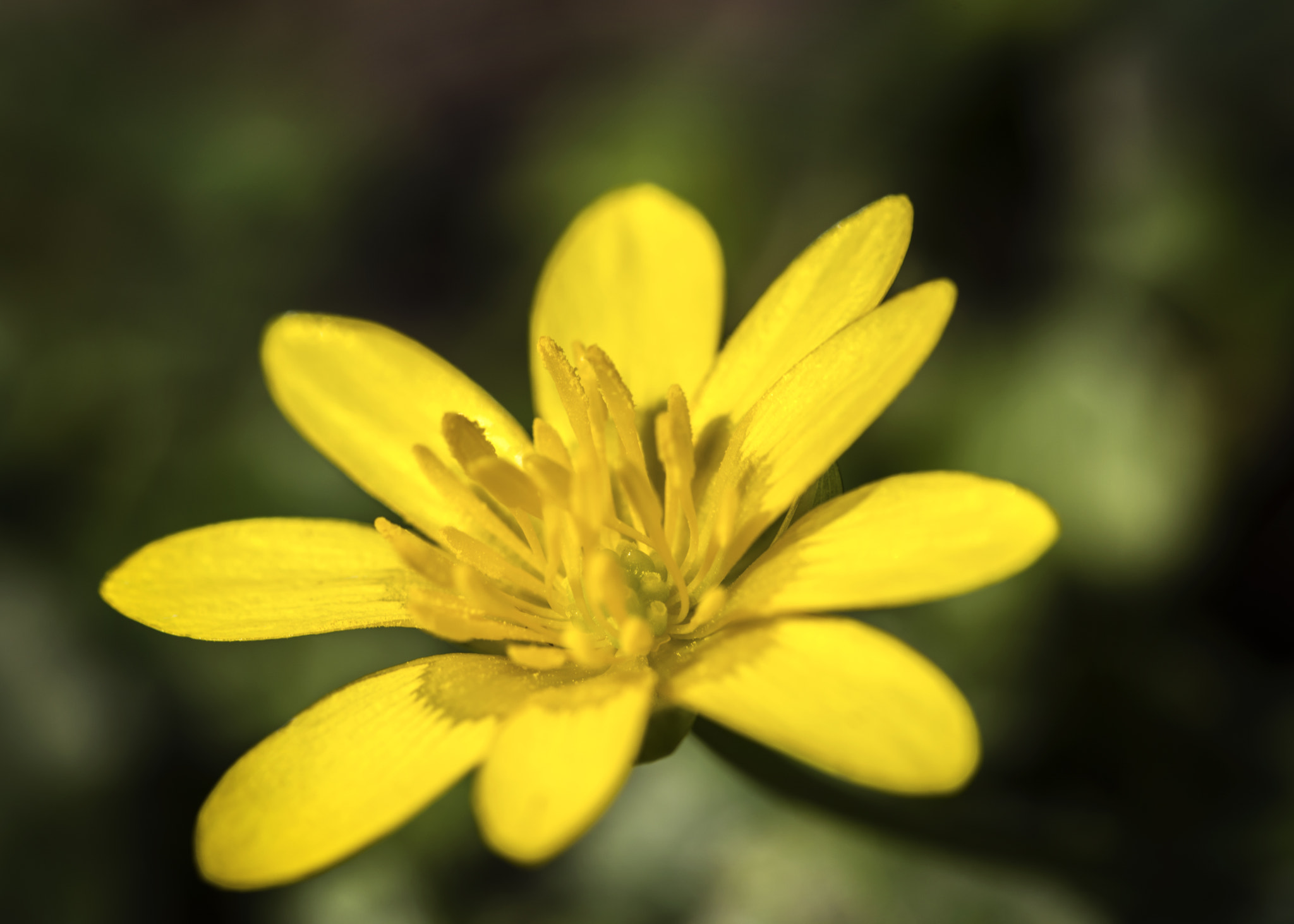 Sigma 105mm F2.8 EX DG OS HSM sample photo. Yellow beauty photography