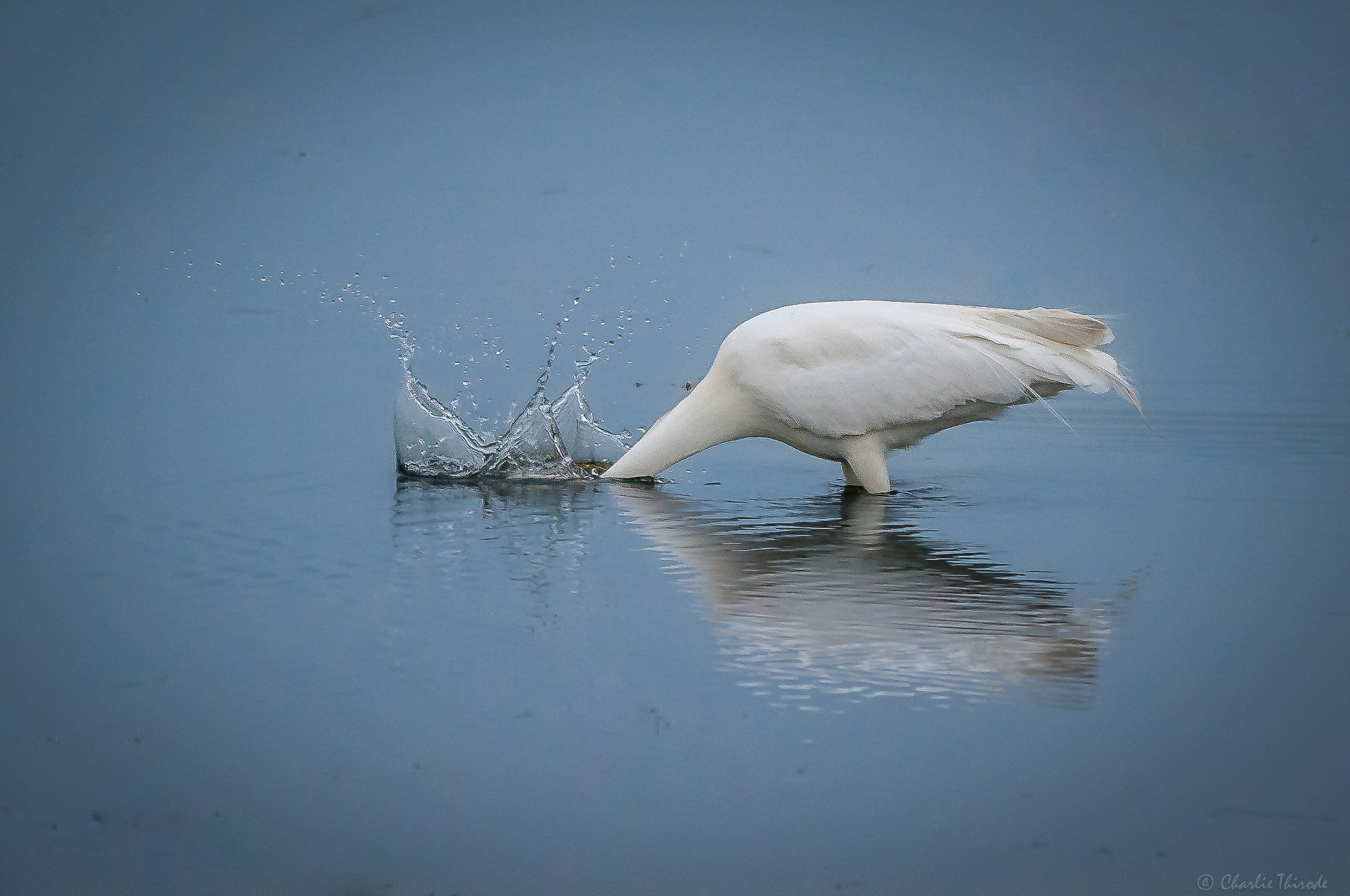 Nikon D300 + Nikon AF-S Nikkor 300mm F4D ED-IF sample photo. Grande aigrette à la pêche photography