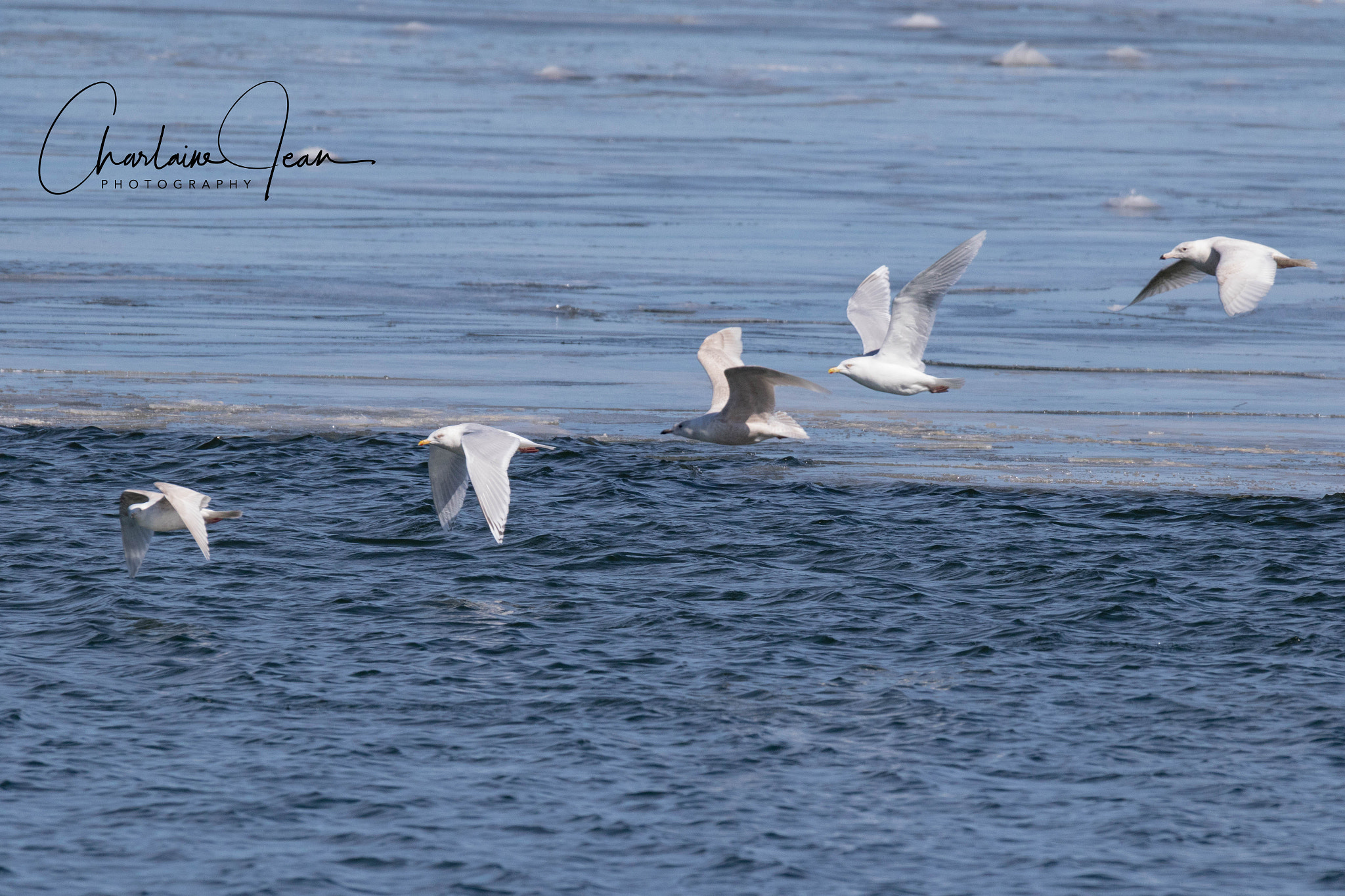 150-600mm F5-6.3 DG OS HSM | Sports 014 sample photo. Seagulls, bay escoumin, quebec, canada photography