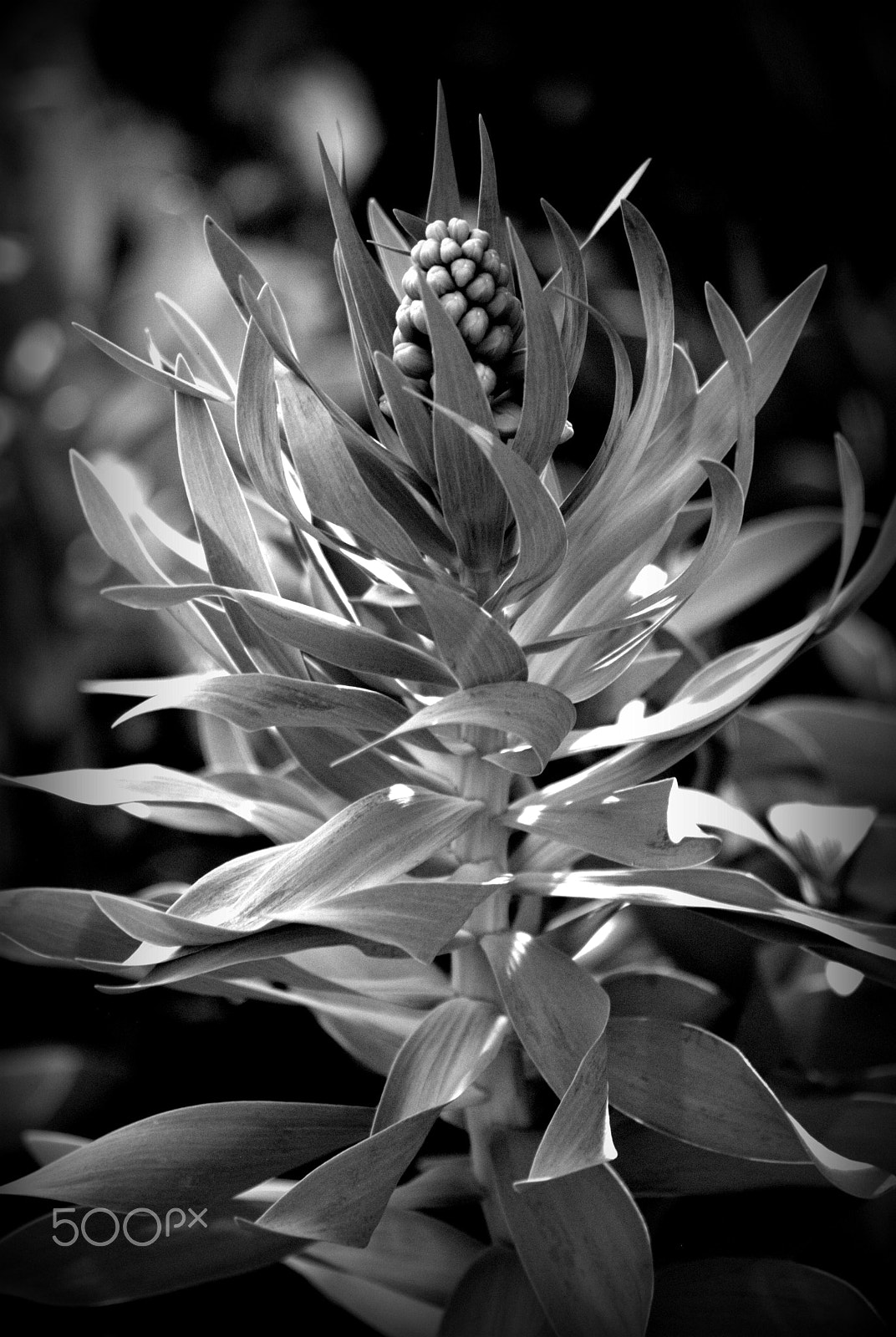 Sigma 70-300mm F4-5.6 APO DG Macro sample photo. Frittilaria photography