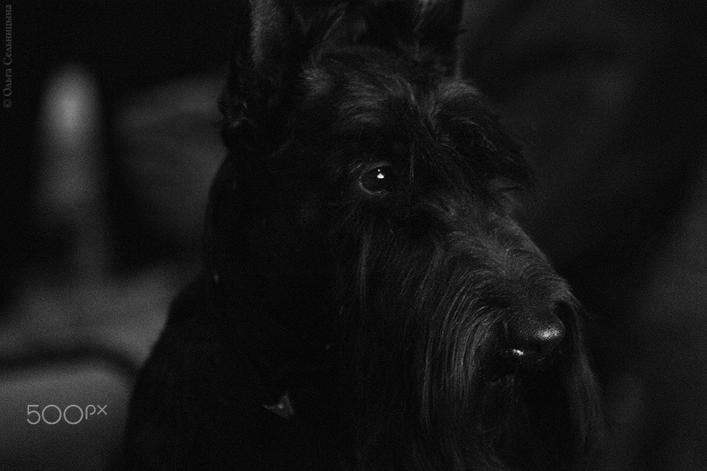 Sigma 70-300mm F4-5.6 APO DG Macro sample photo. Scotch-terrier photography