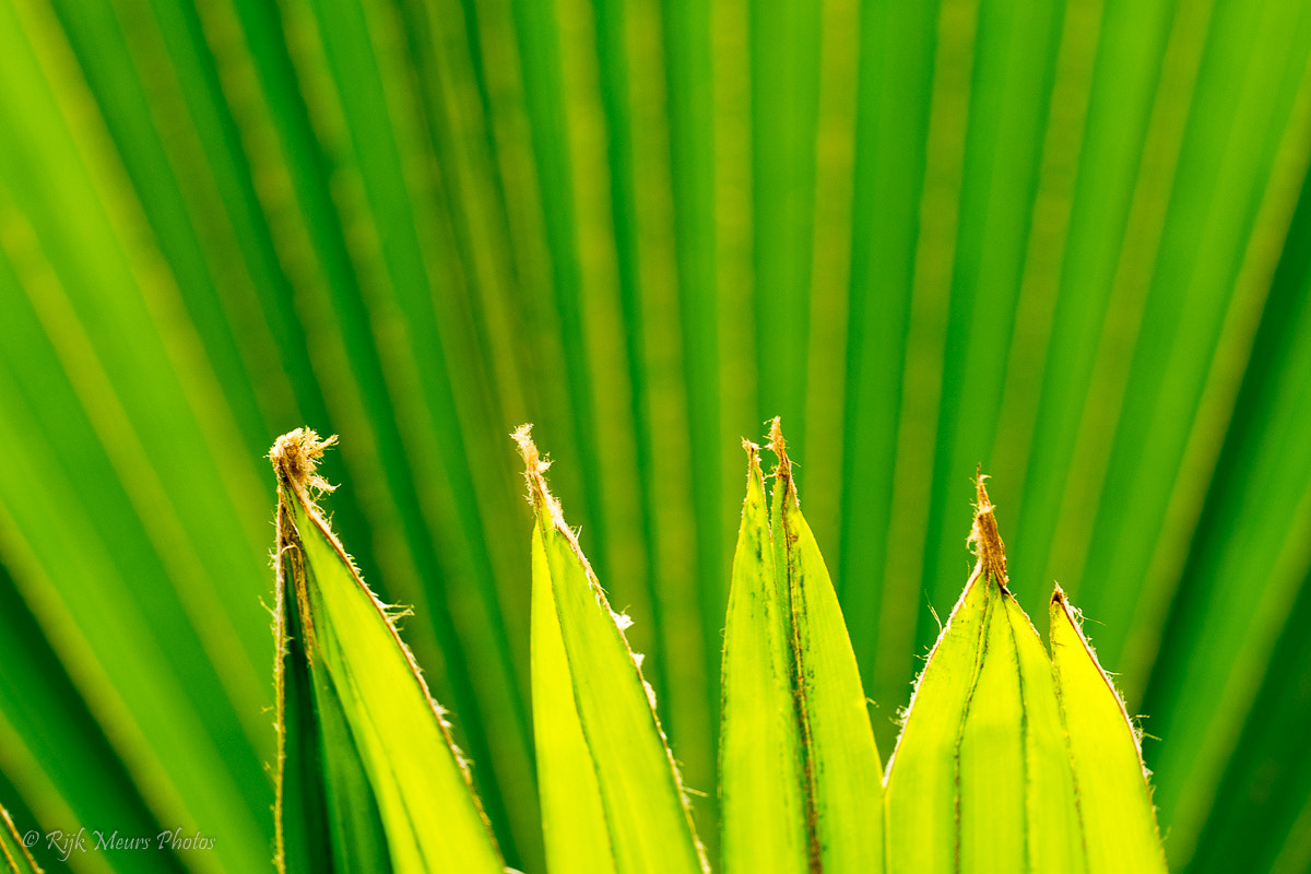 Nikon AF-S Nikkor 70-200mm F4G ED VR sample photo. Abstract photography