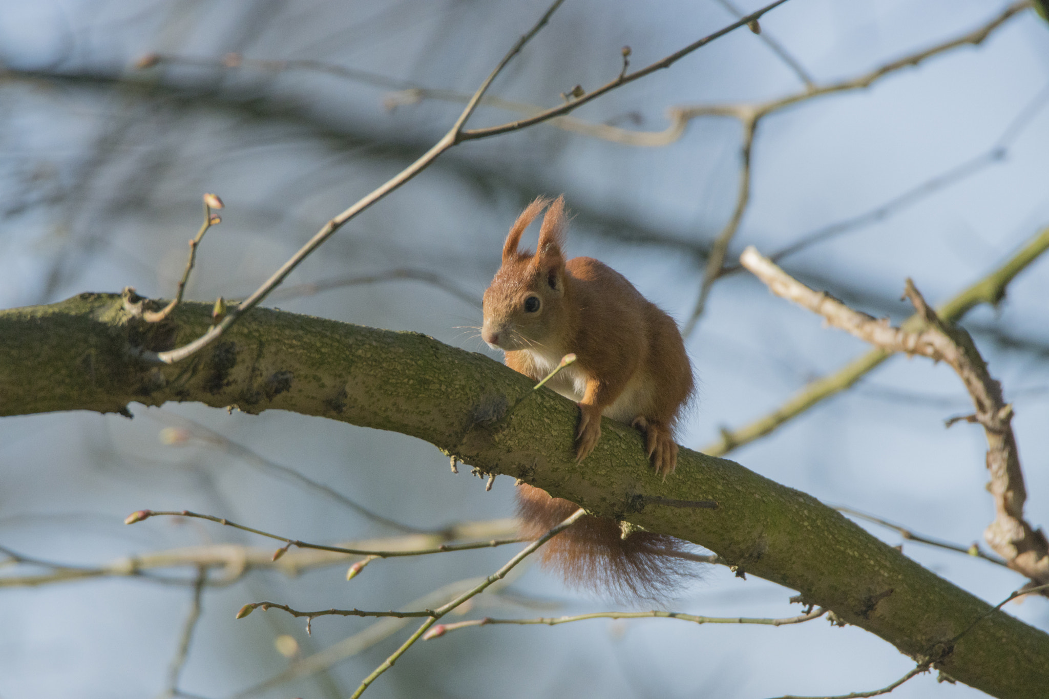 Tamron SP 150-600mm F5-6.3 Di VC USD sample photo. Squirel photography