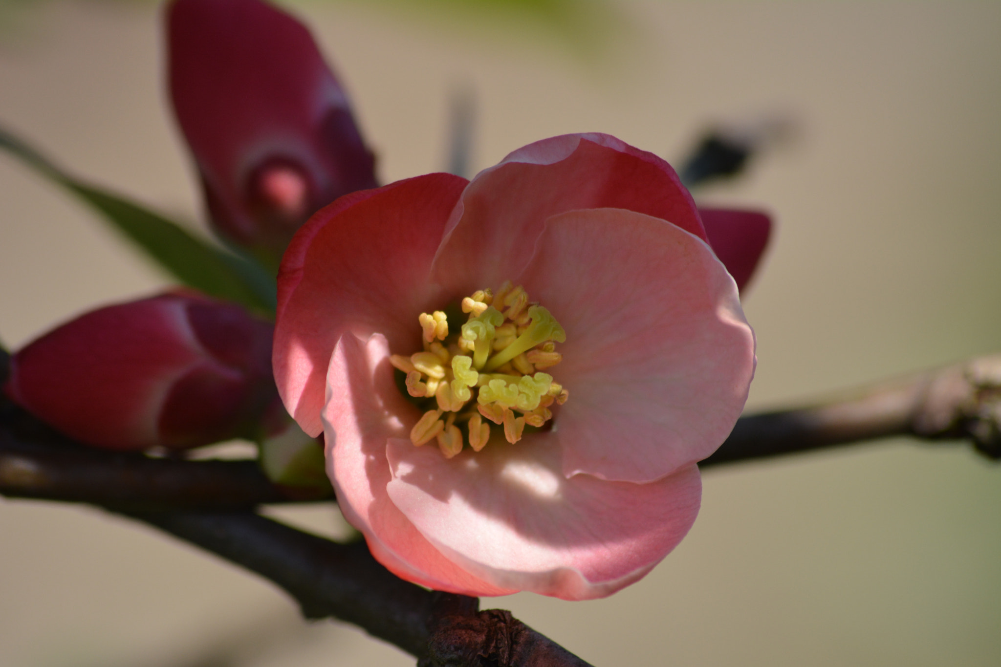 Nikon D5200 sample photo. Spring flower photography