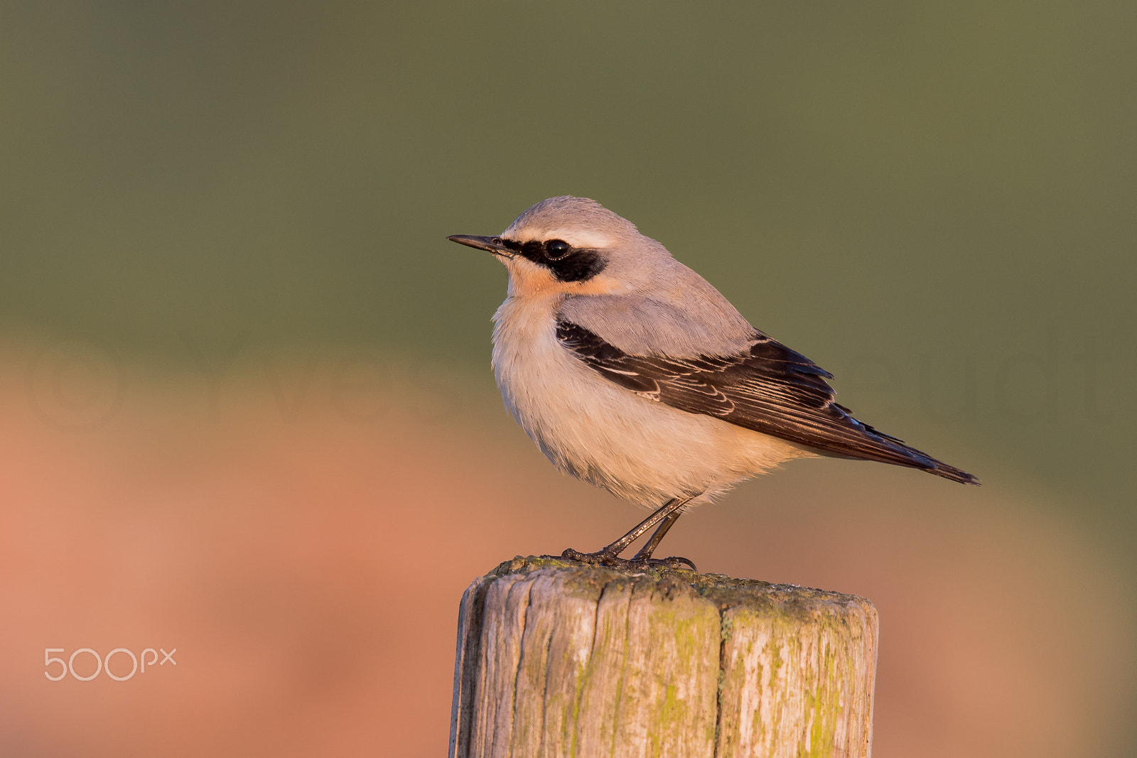 Canon EF 500mm F4L IS II USM sample photo. Wheatear photography